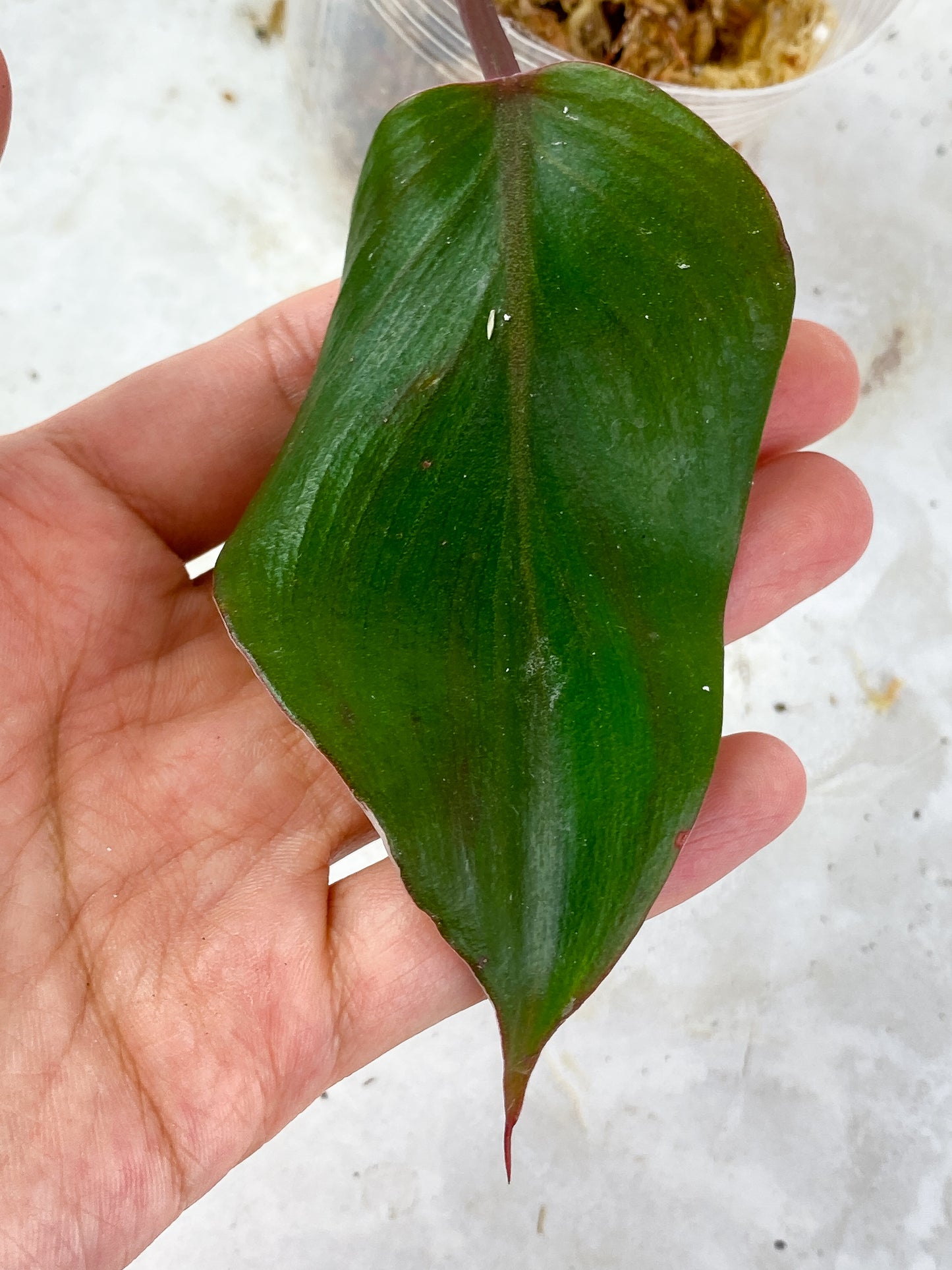 Philodendron White Knight Tricolor Rooting