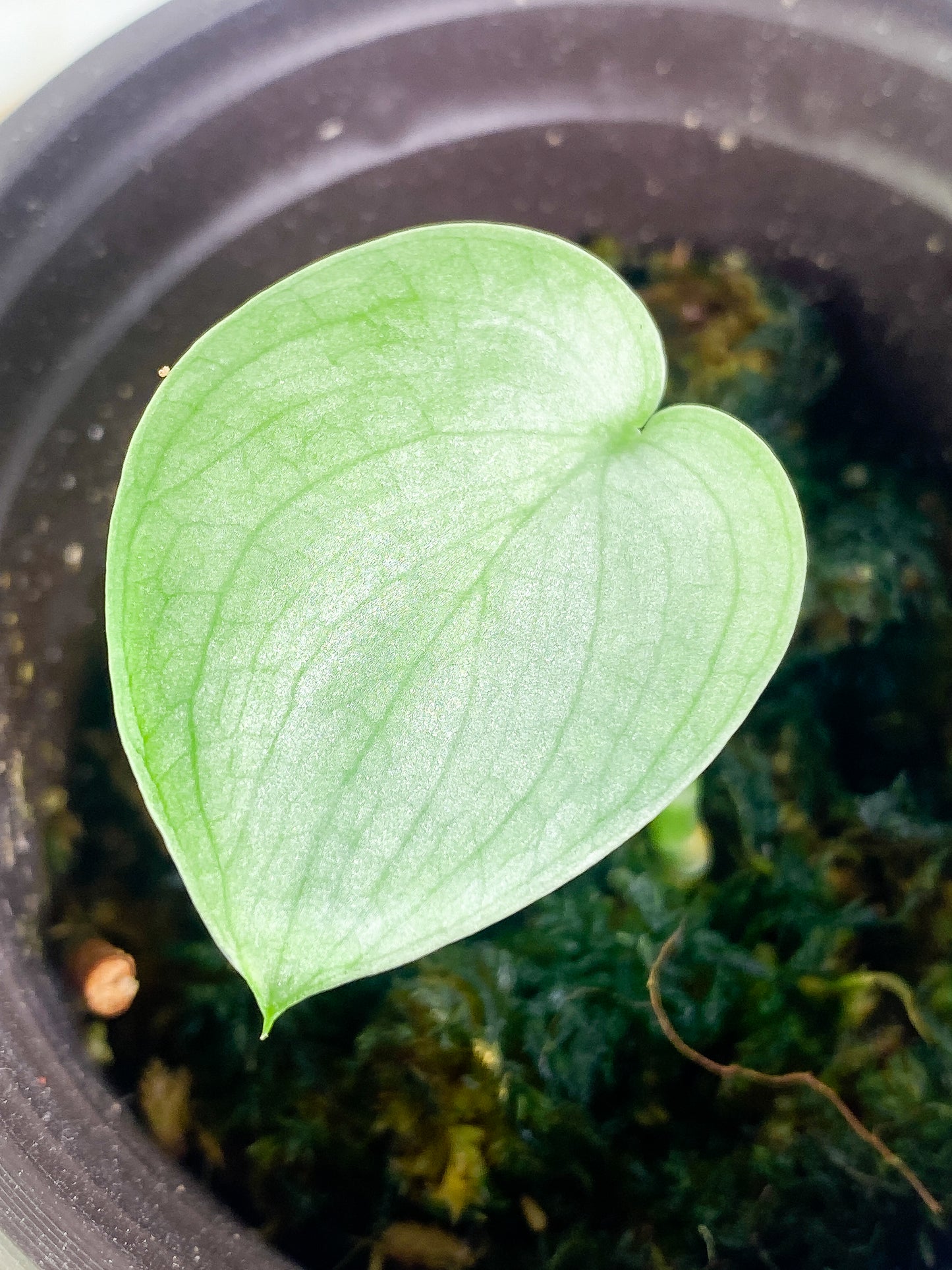 Scindapsus silver hero 1 leaf rooted