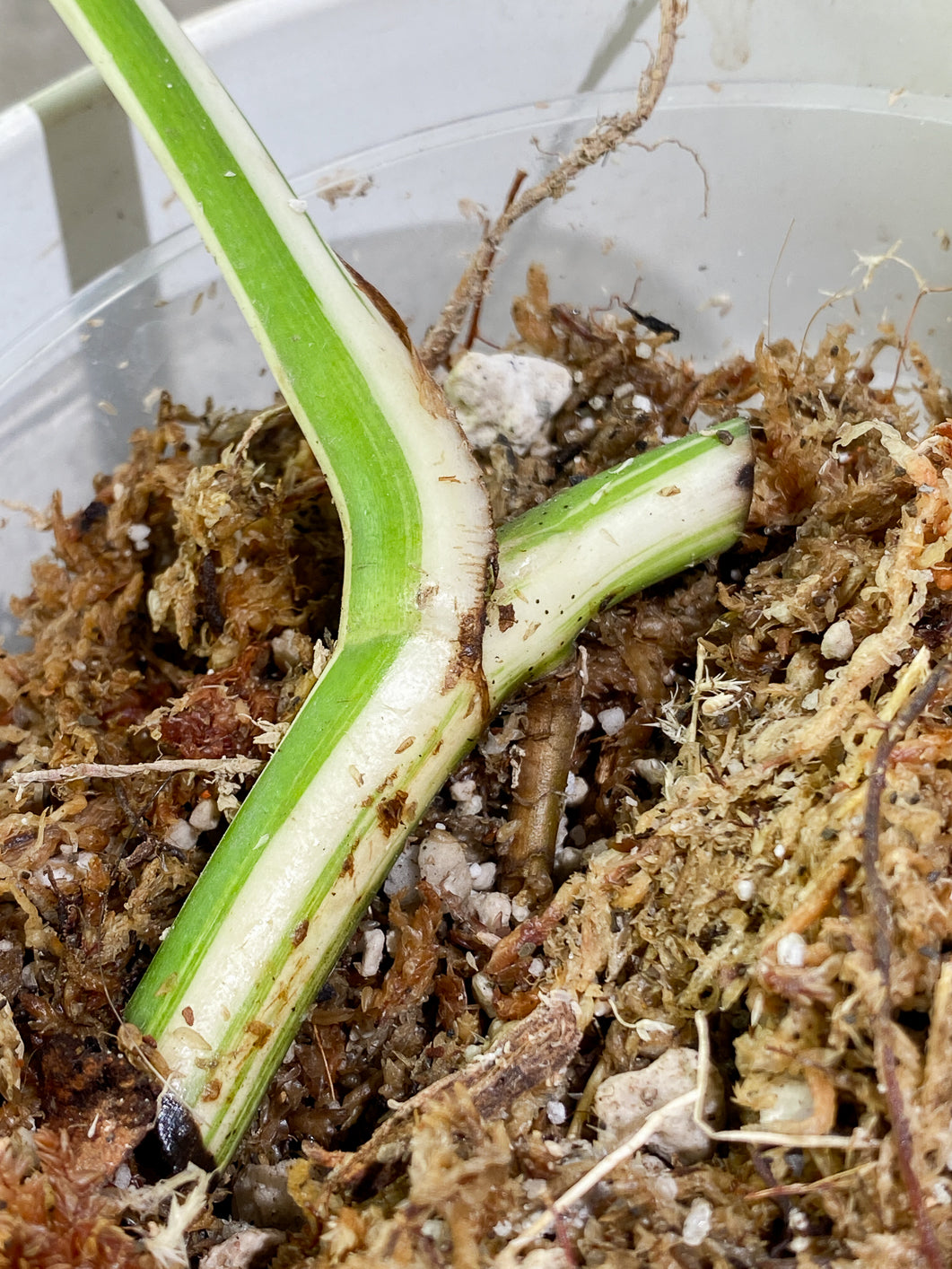 Private Sale: monstera albo variegata half moon Rooted 1 leaf 1 growing bud