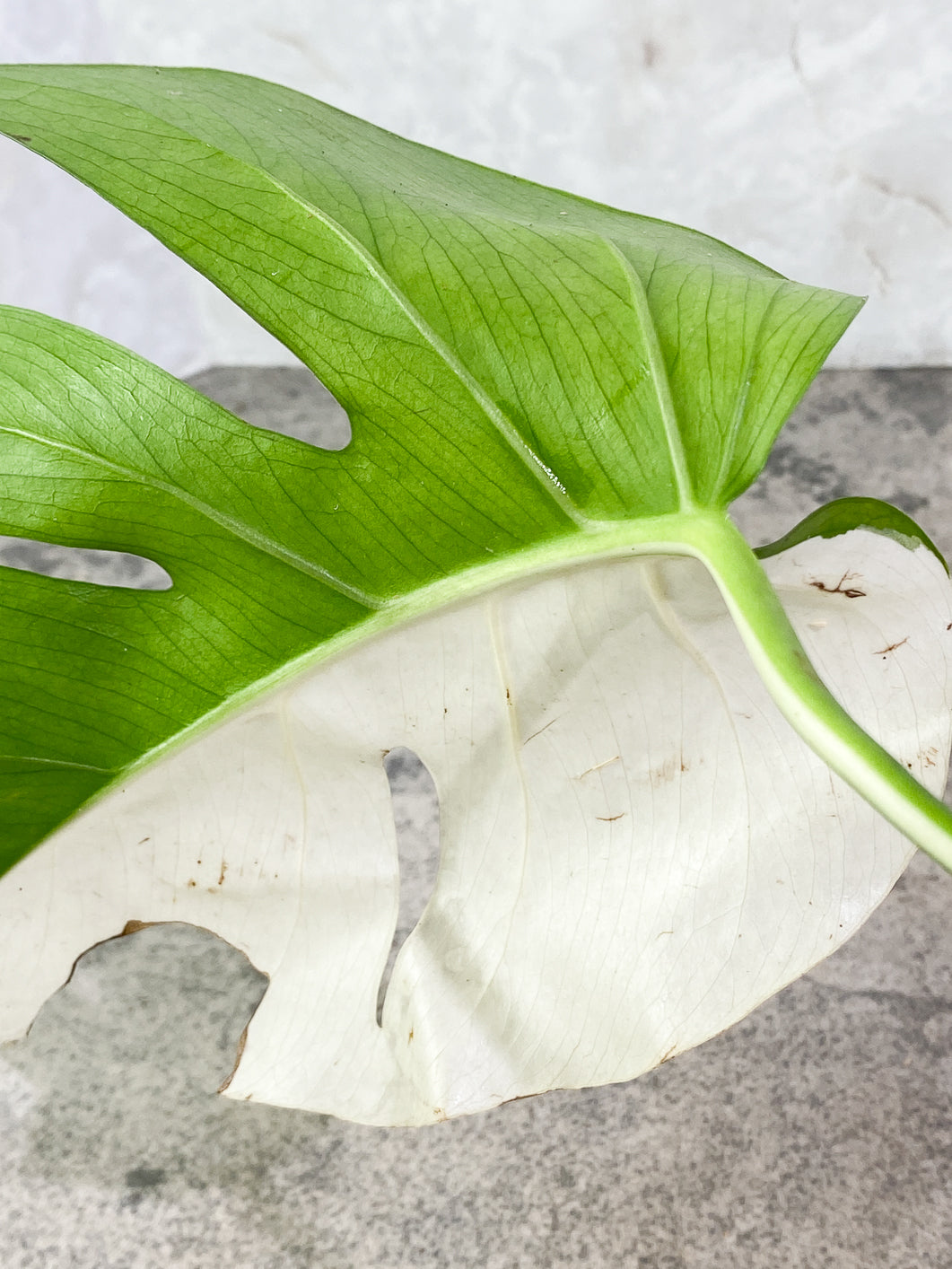 Private Sale: monstera albo variegata half moon Rooted 1 leaf 1 growing bud