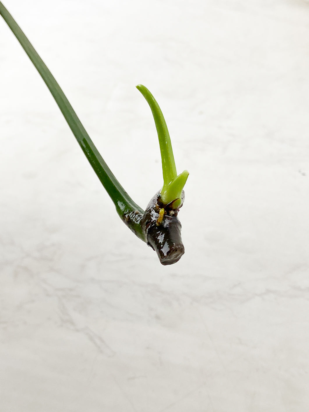 Philodendron Hibrido (Felix) 1 leaf 1 sprout rooting