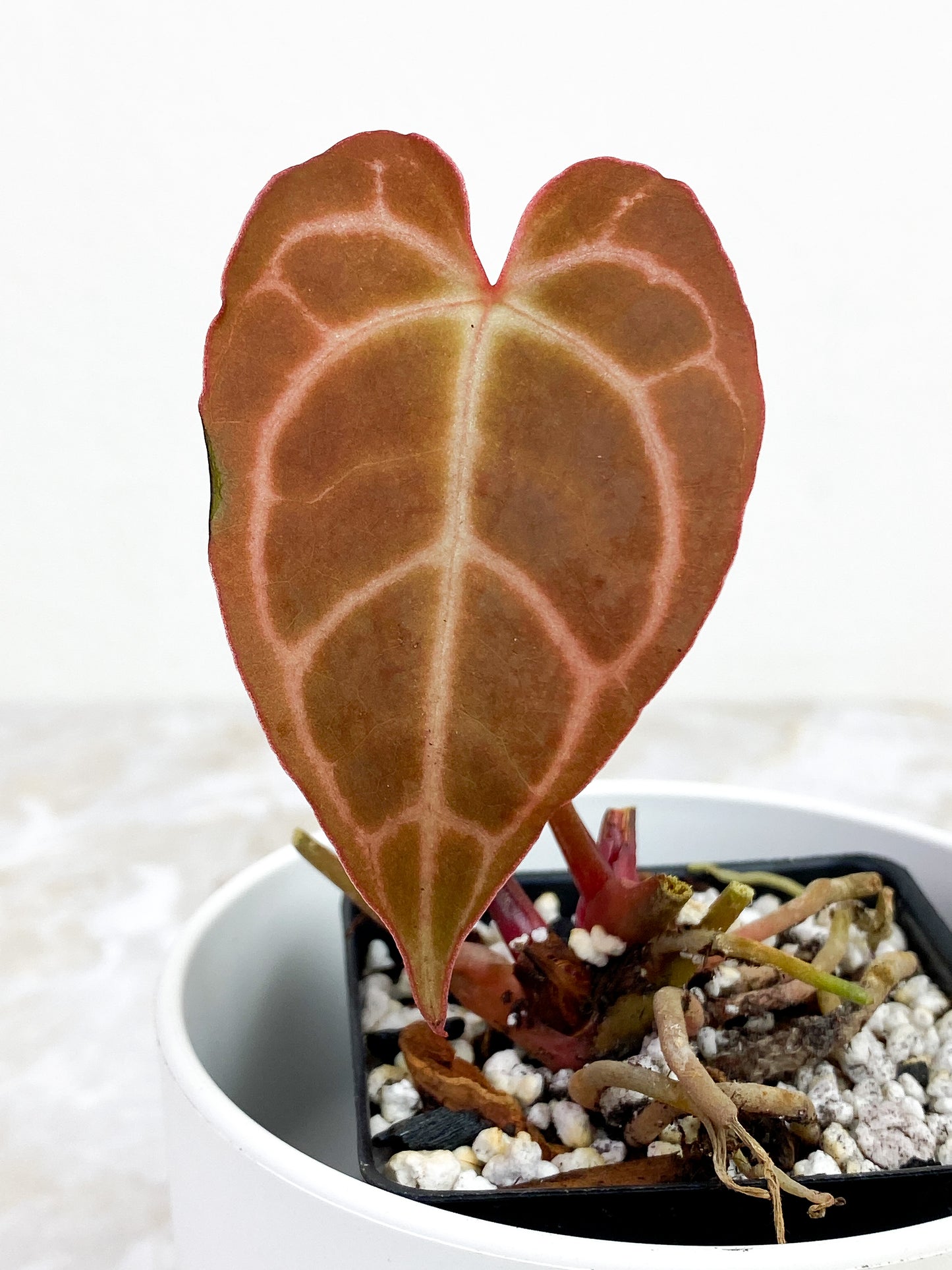 Anthurium Red Crystallinum Indo Form rooted