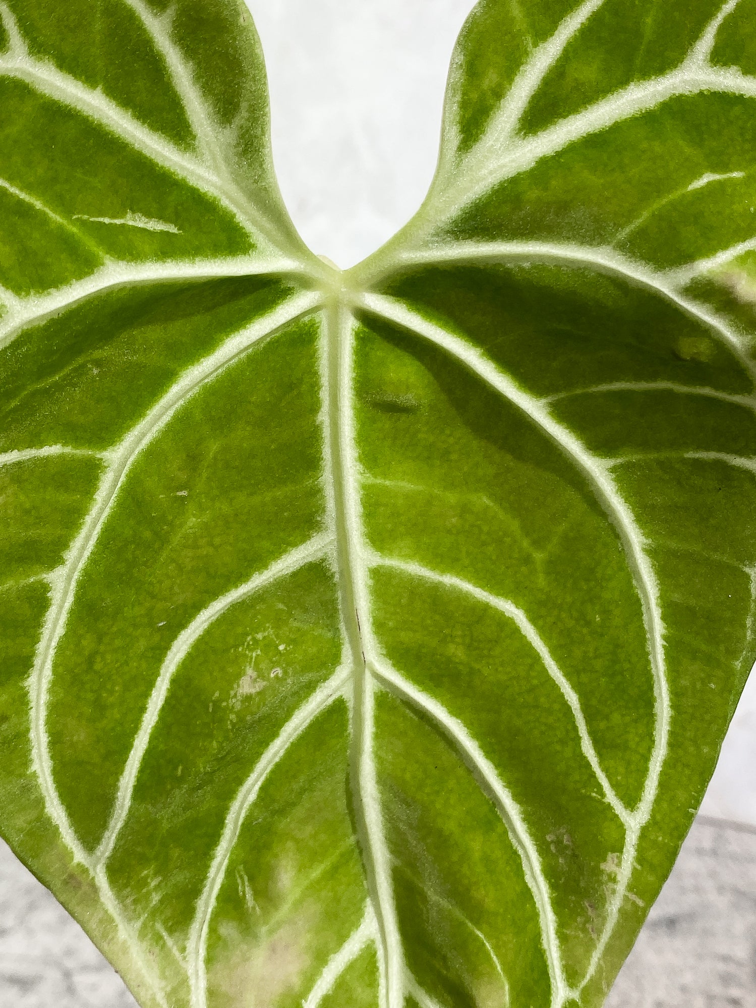 Anthurium regale 1 leaf Rooting