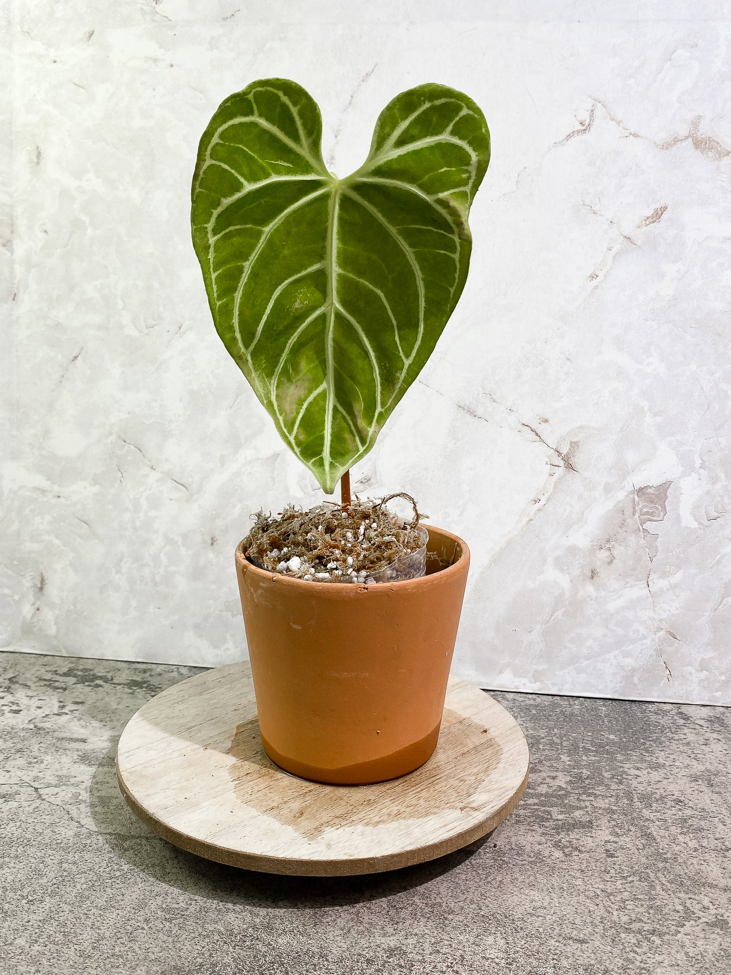 Anthurium regale 1 leaf Rooting