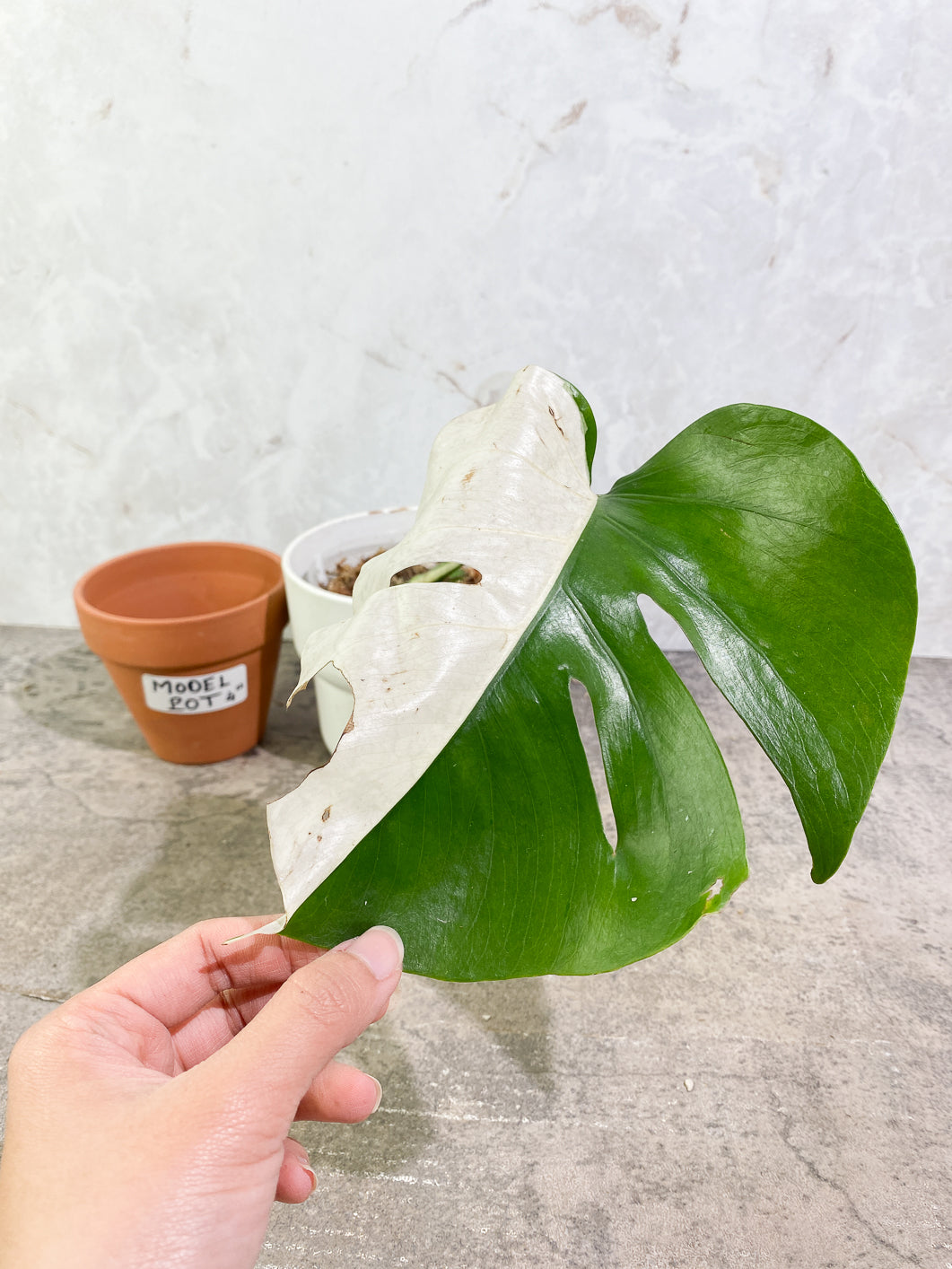 Private Sale: monstera albo variegata half moon Rooted 1 leaf 1 growing bud
