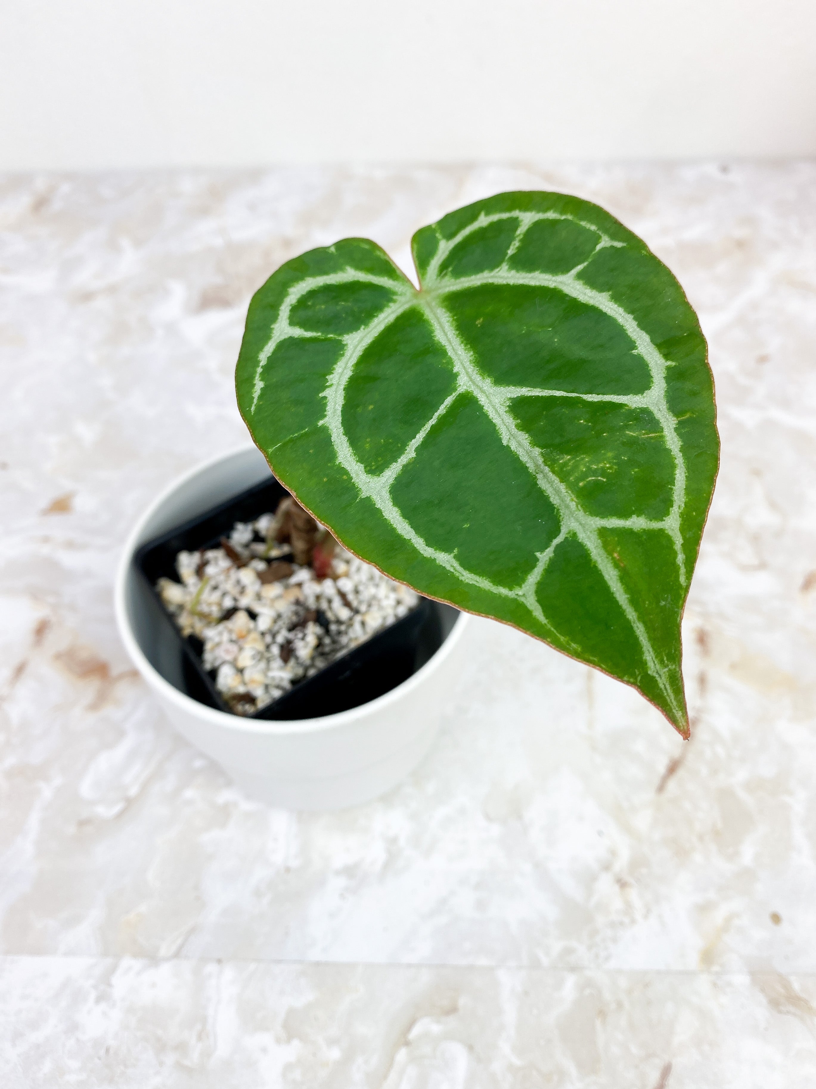 Anthurium Red Crystallinum Indo Form rooted 1 leaf and 1 sprout