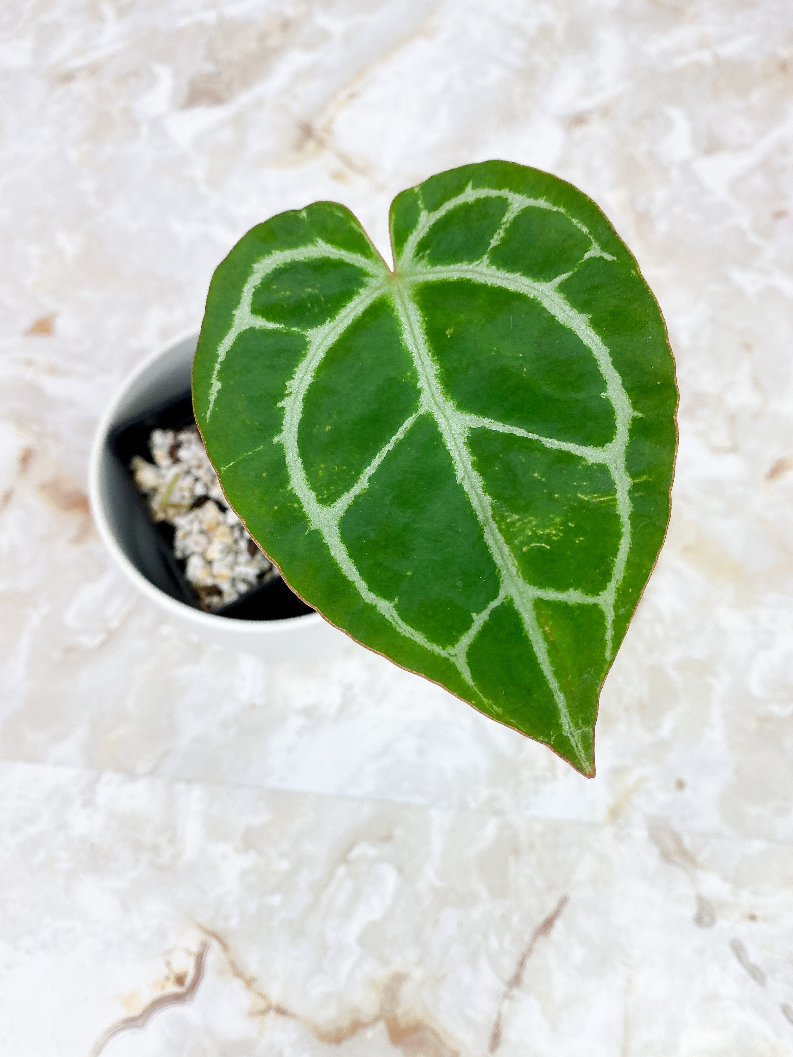 Anthurium Red Crystallinum Indo Form rooted 1 leaf and 1 sprout