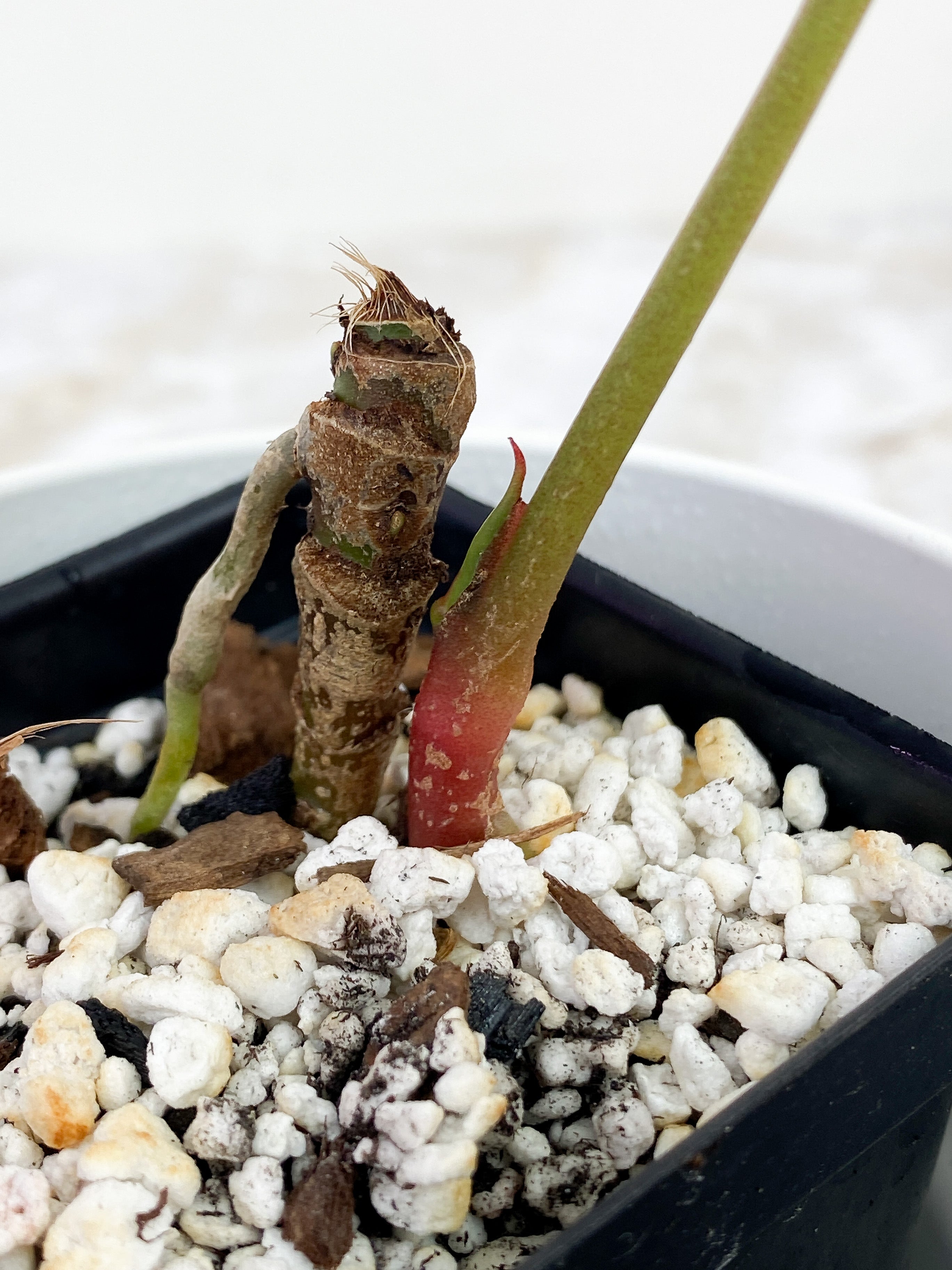 Anthurium Red Crystallinum Indo Form rooted 1 leaf and 1 sprout