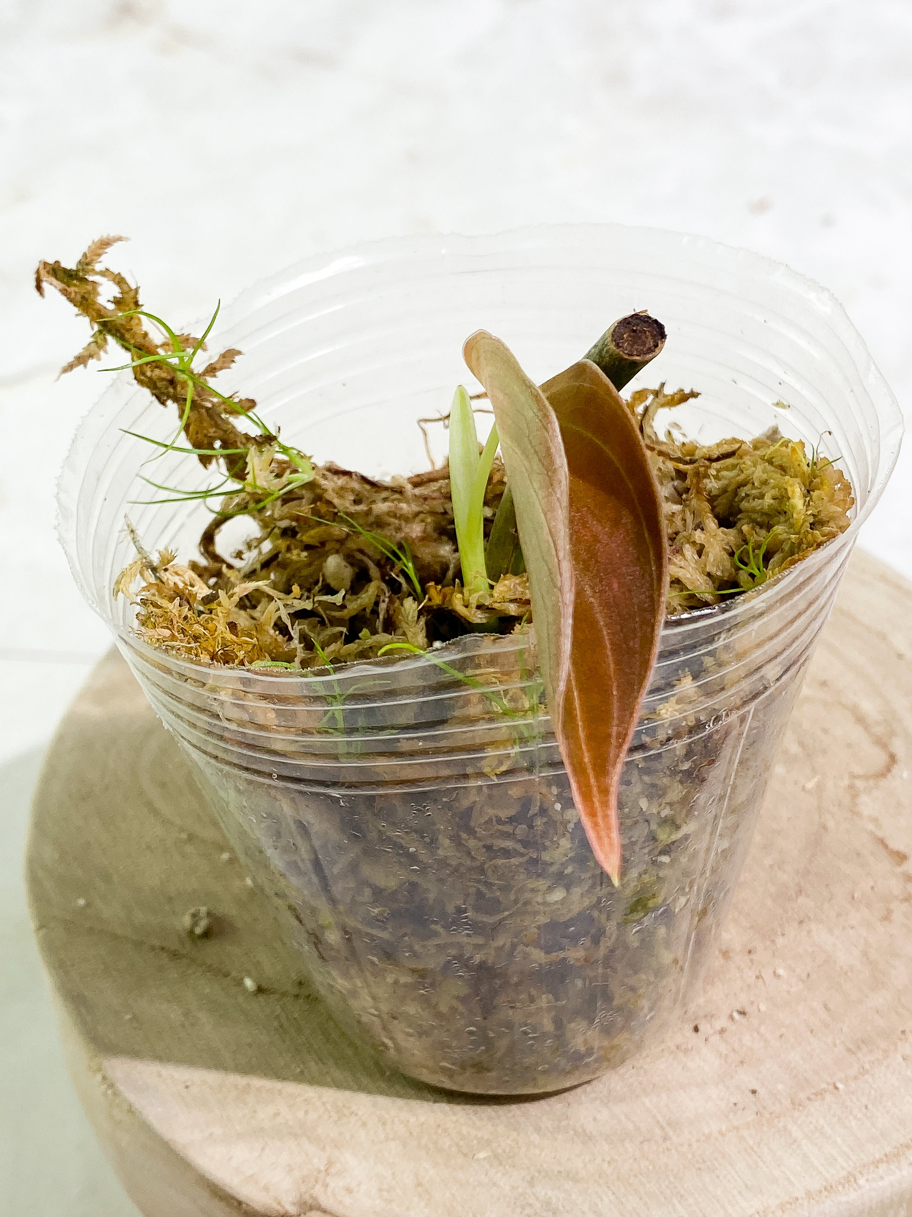 Philodendron Melanochrysum Slightly Rooted 1 leaf