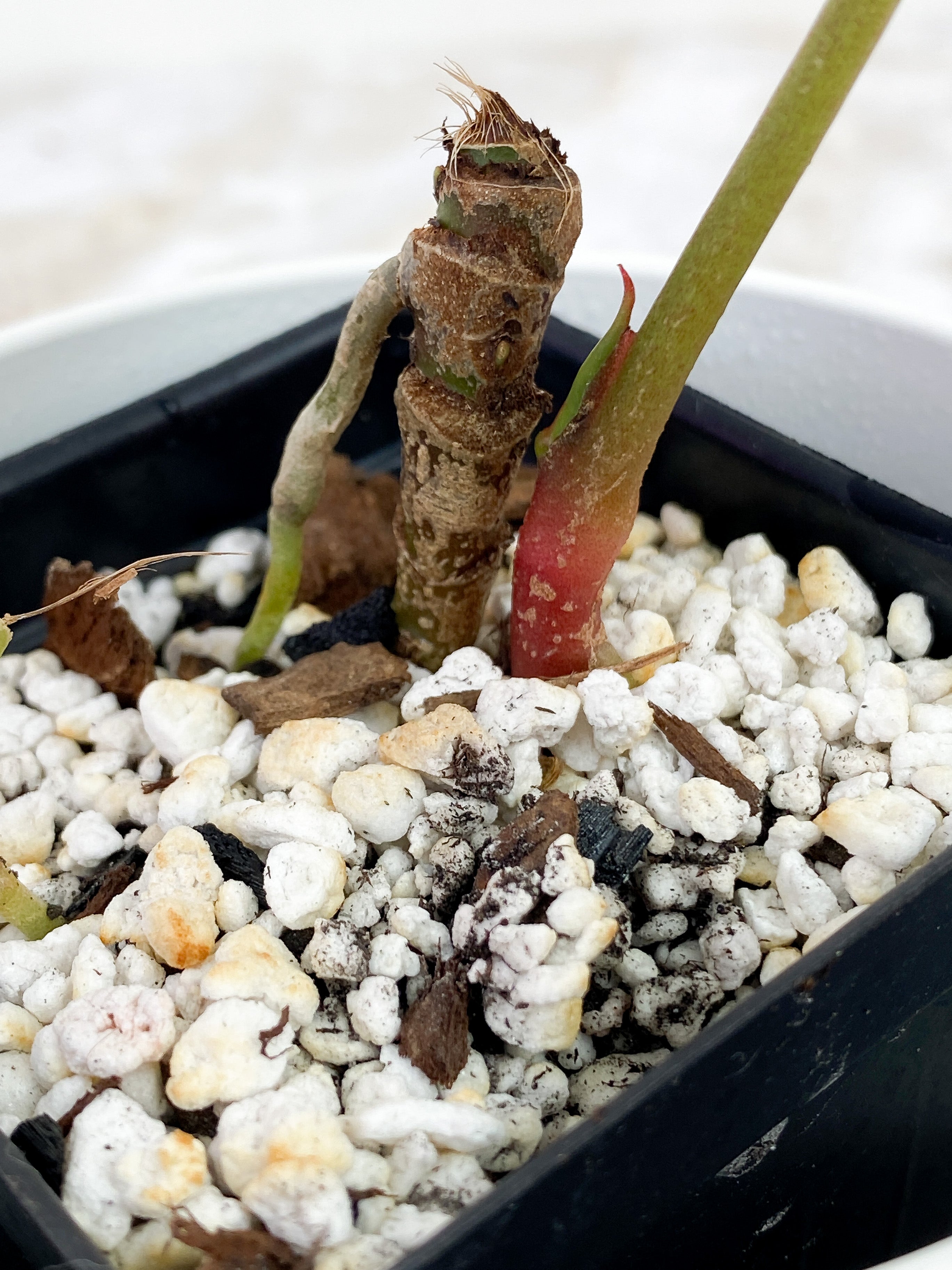 Anthurium Red Crystallinum Indo Form rooted 1 leaf and 1 sprout