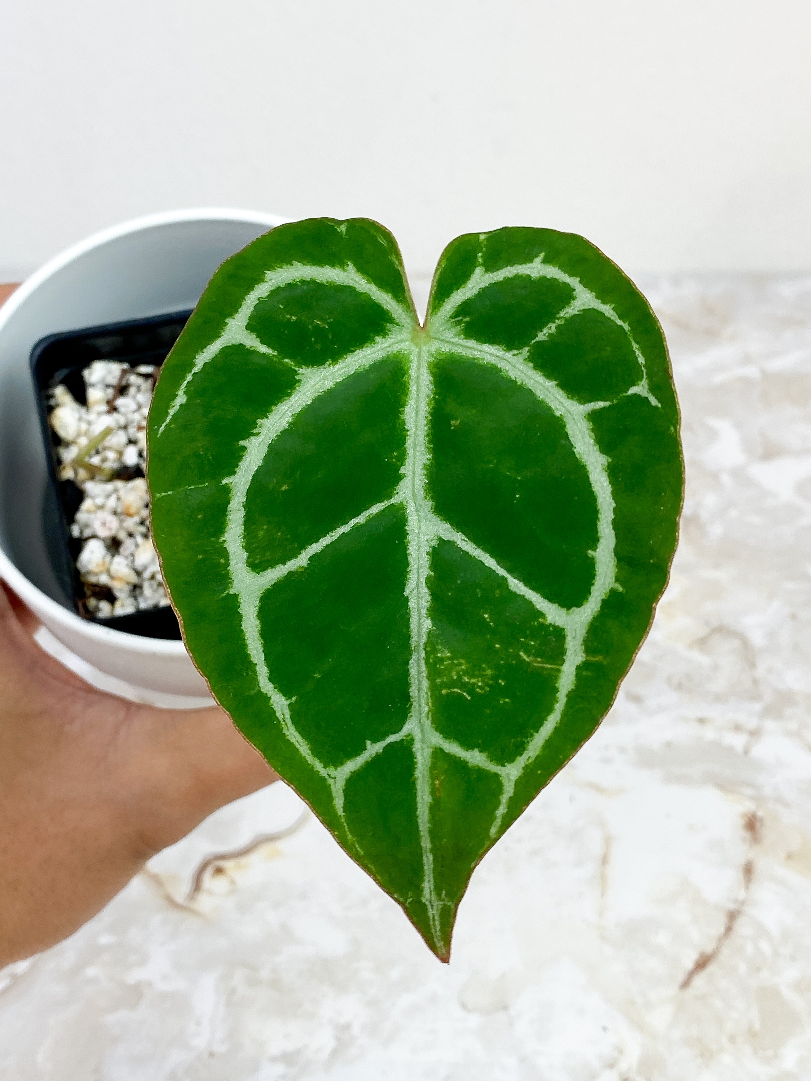 Anthurium Red Crystallinum Indo Form rooted 1 leaf and 1 sprout