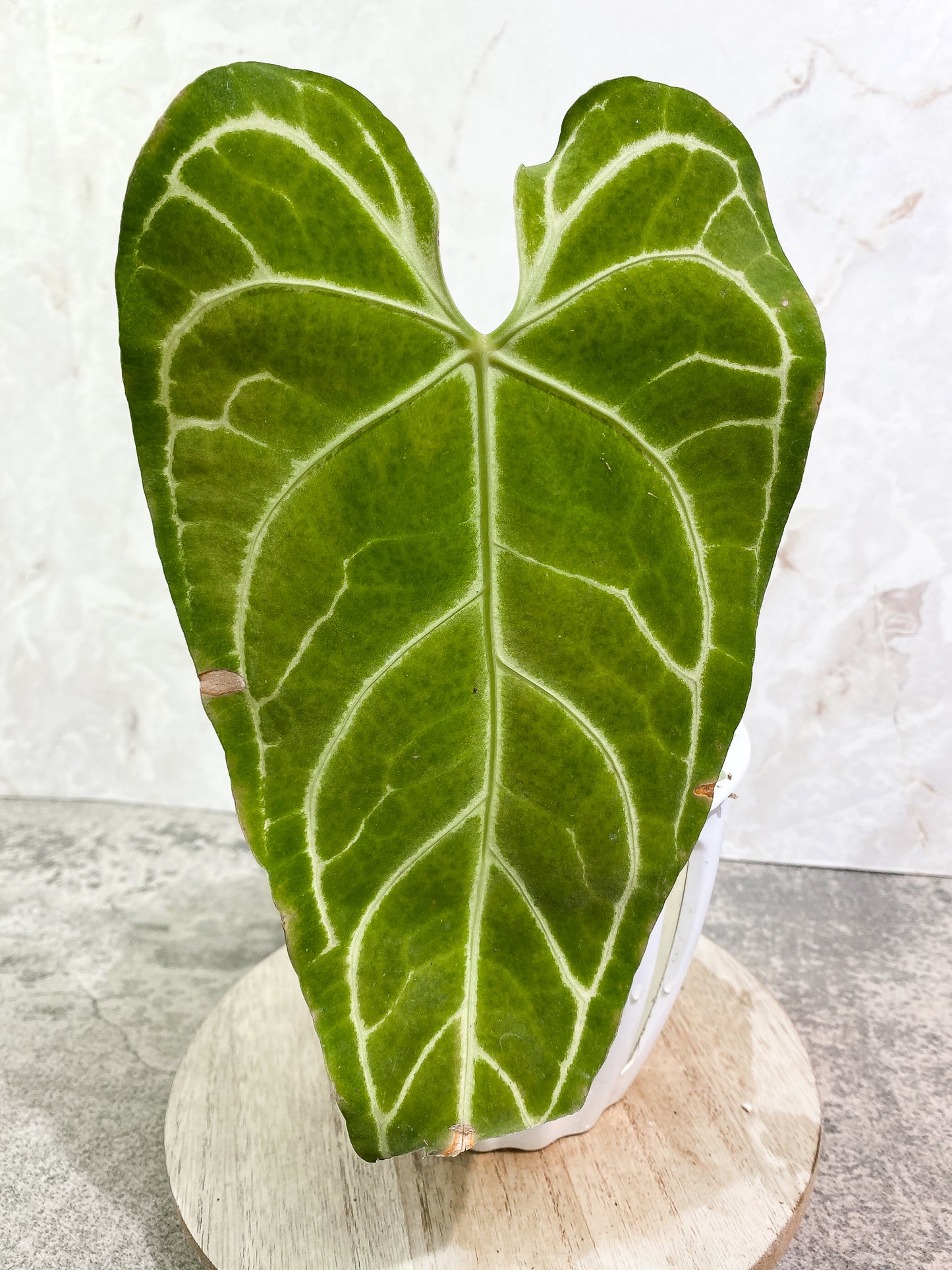 Anthurium regale 1 leaf Rooted