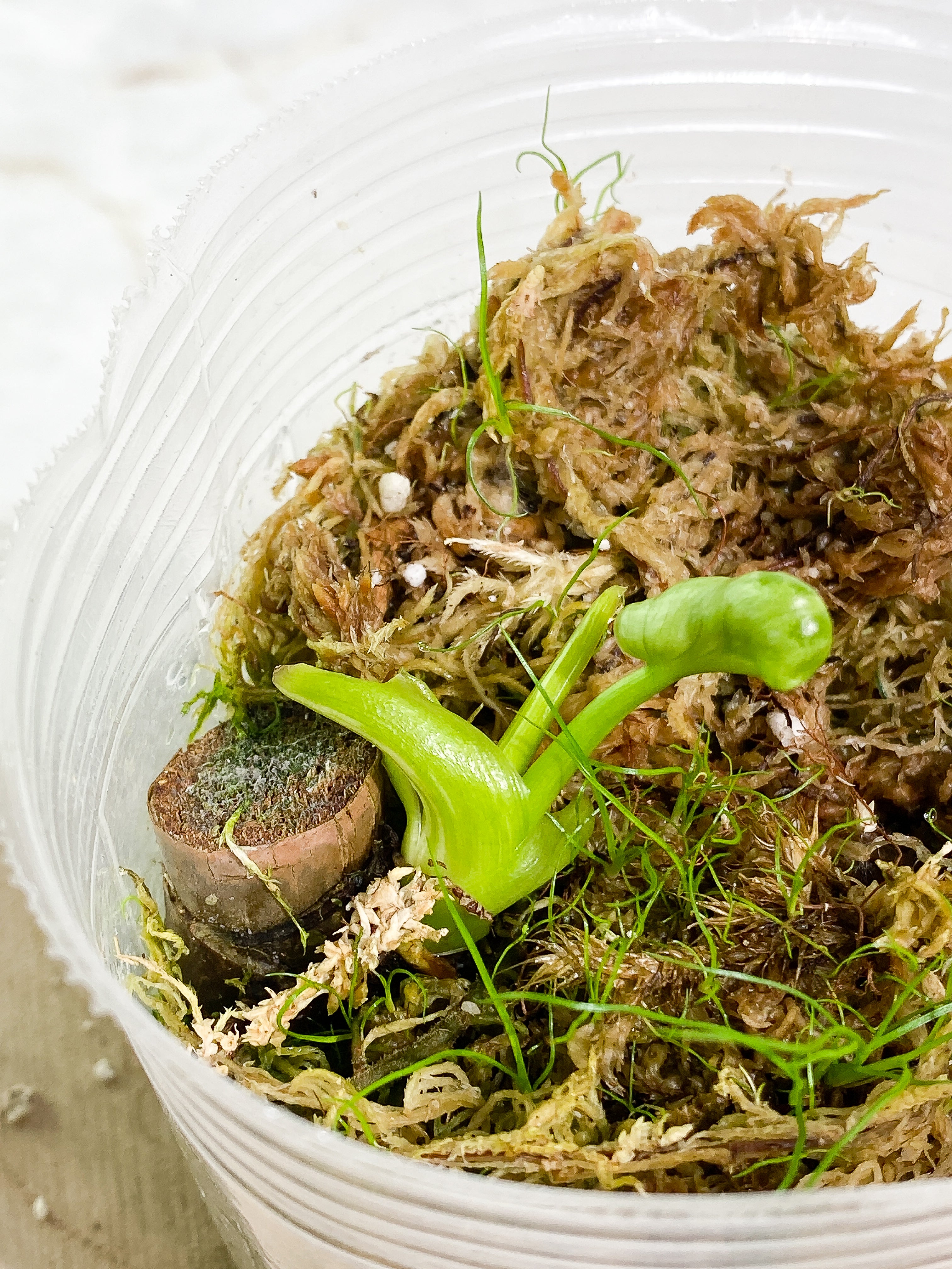 Philodendron  Jose Buono Rooted node 1 leaf 1 sprout