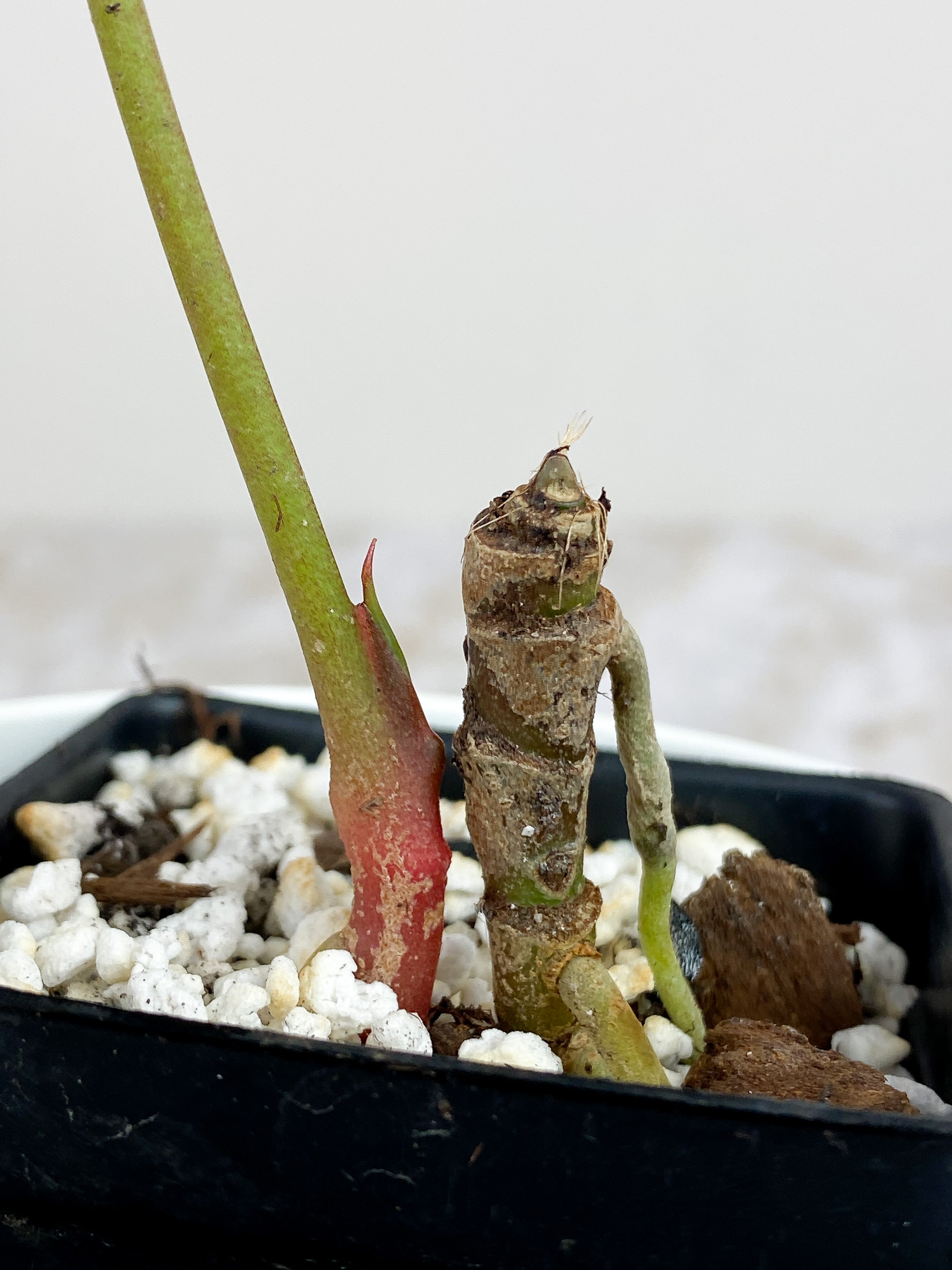 Anthurium Red Crystallinum Indo Form rooted 1 leaf and 1 sprout