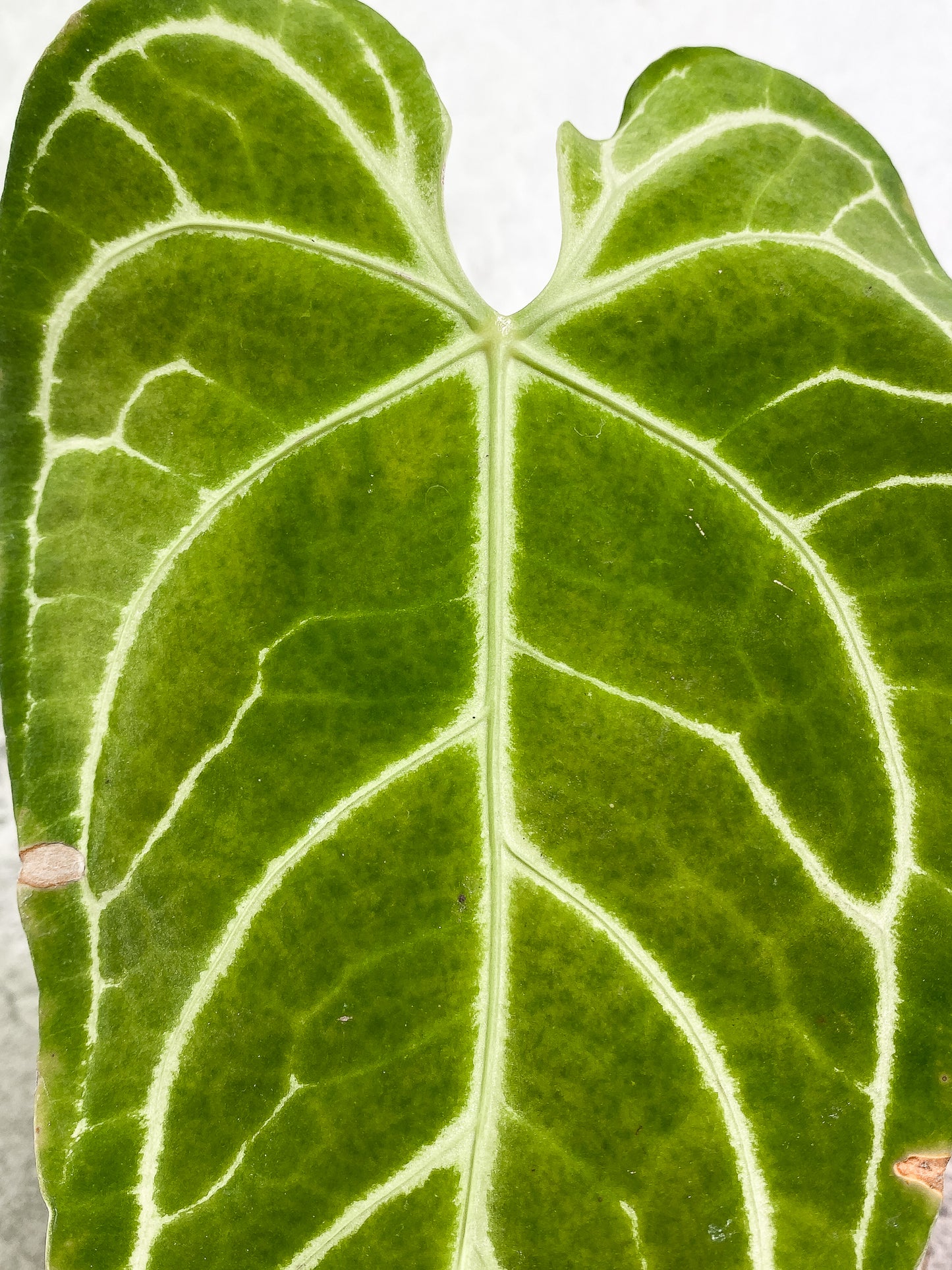 Anthurium regale 1 leaf Rooted