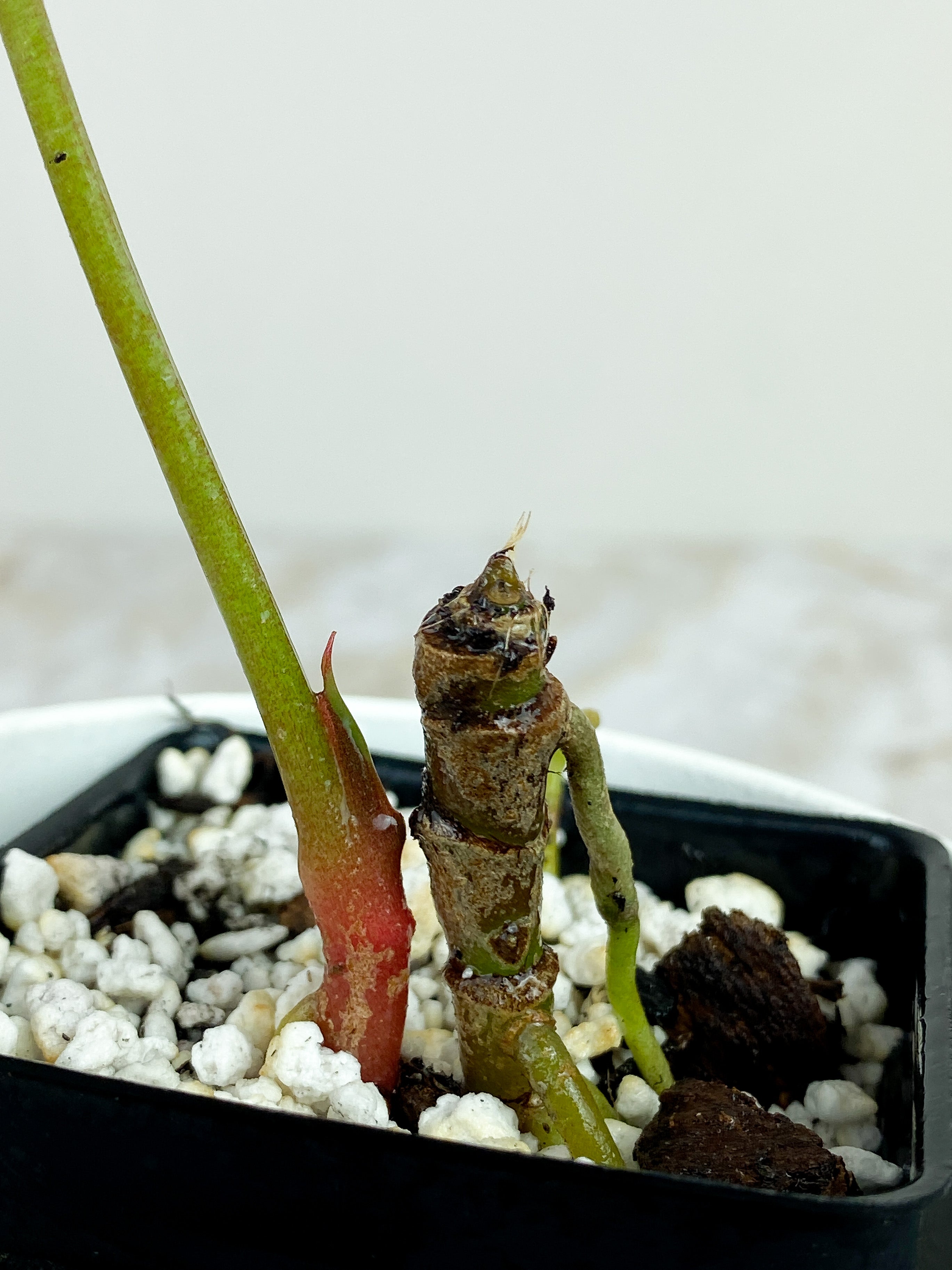 Anthurium Red Crystallinum Indo Form rooted 1 leaf and 1 sprout