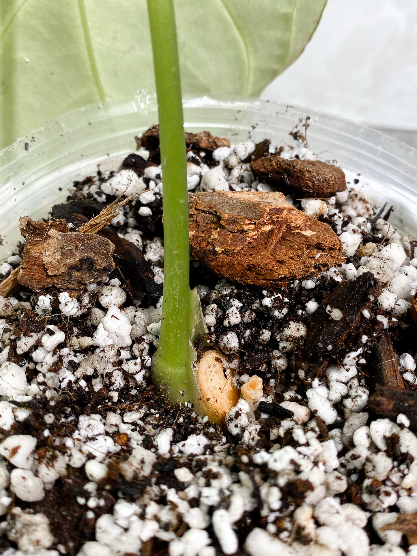 Anthurium regale 1 leaf Rooted
