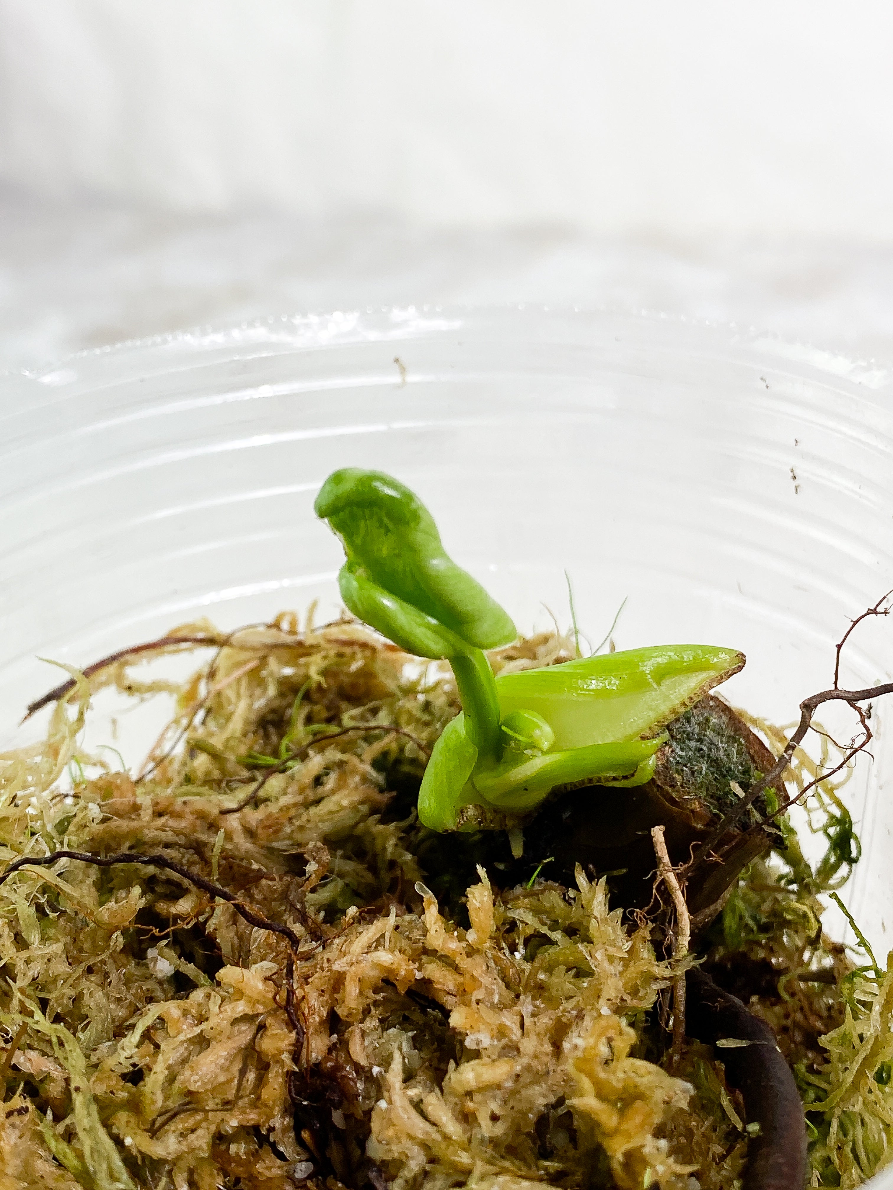 Philodendron  Jose Buono Rooted node 1 leaf 1 sprout