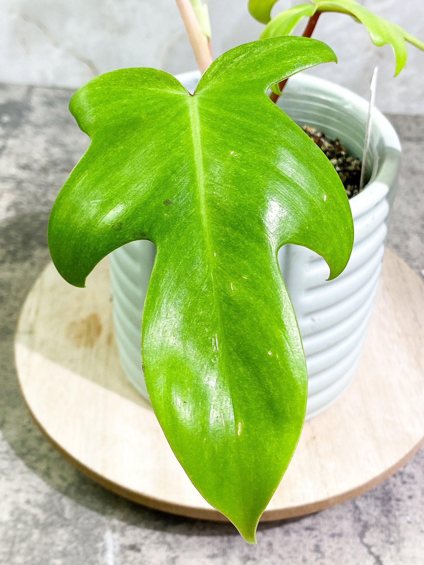 Philodendron Florida Ghost Mint 2 leaves 1 unfurling leaf Rooted