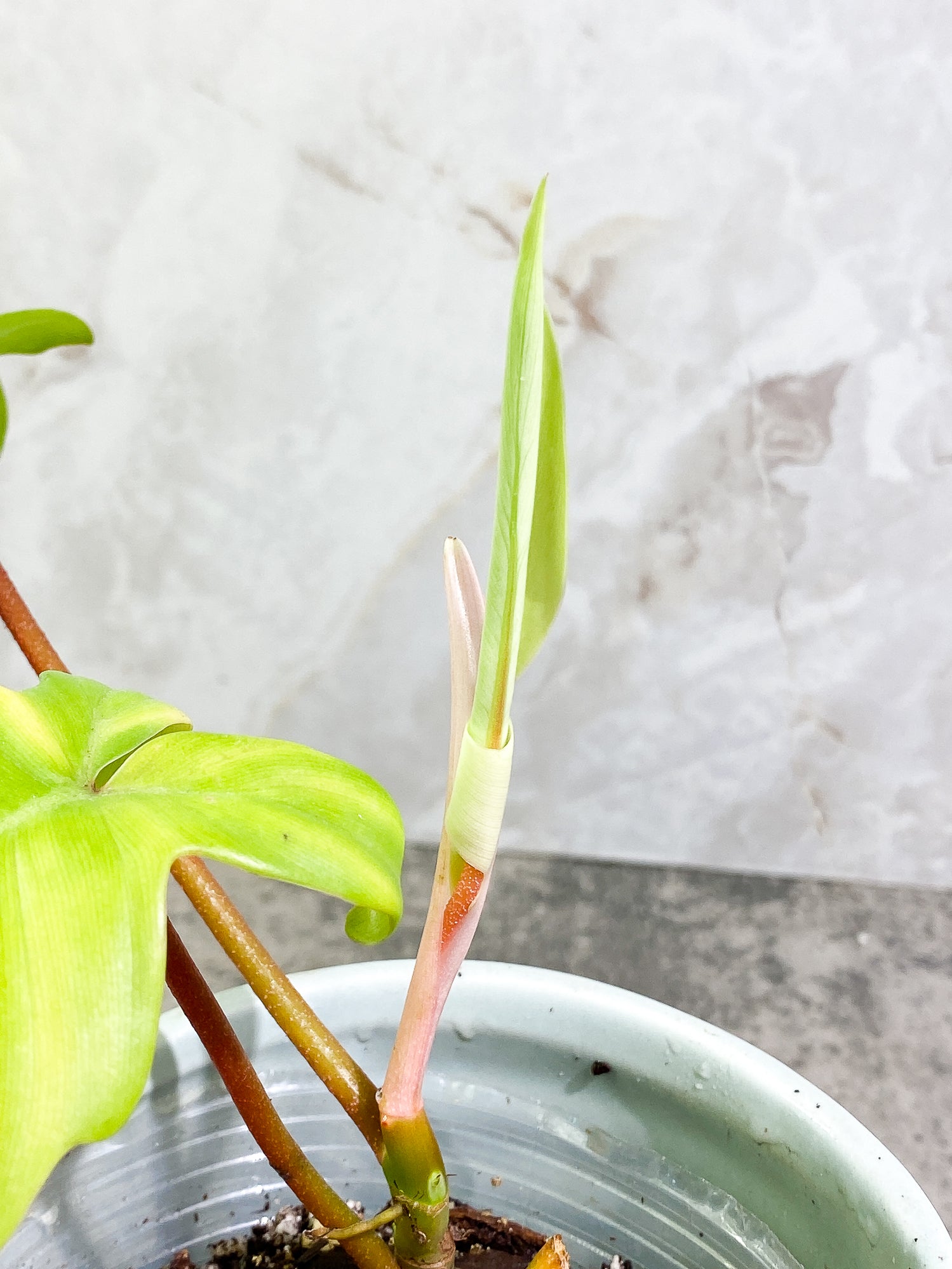 Philodendron Florida Ghost Mint 2 leaves 1 unfurling leaf Rooted