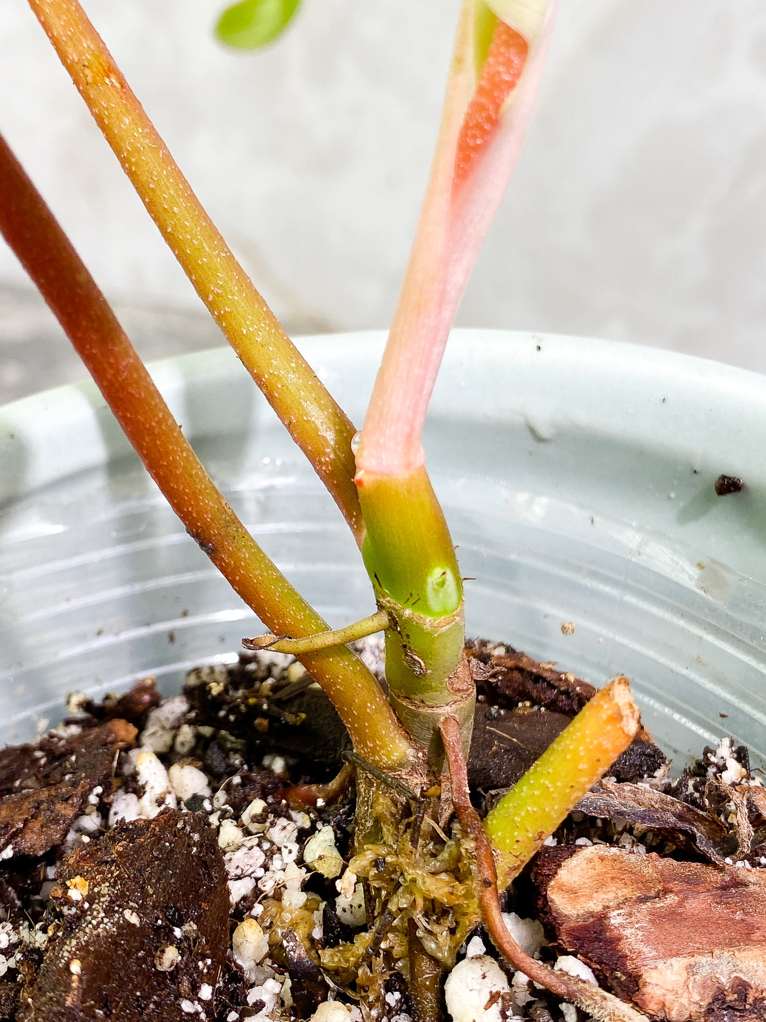 Philodendron Florida Ghost Mint 2 leaves 1 unfurling leaf Rooted