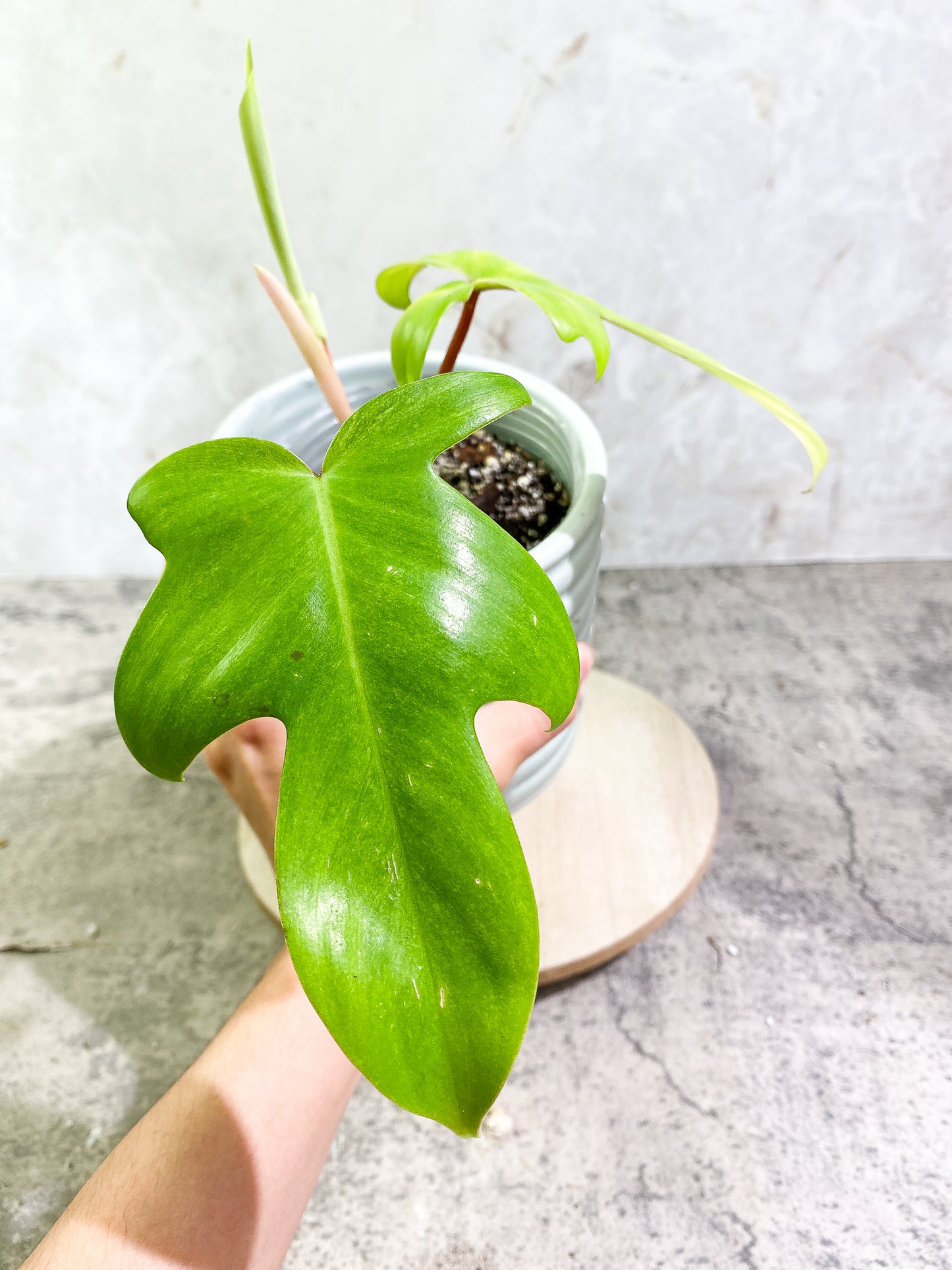 Philodendron Florida Ghost Mint 2 leaves 1 unfurling leaf Rooted