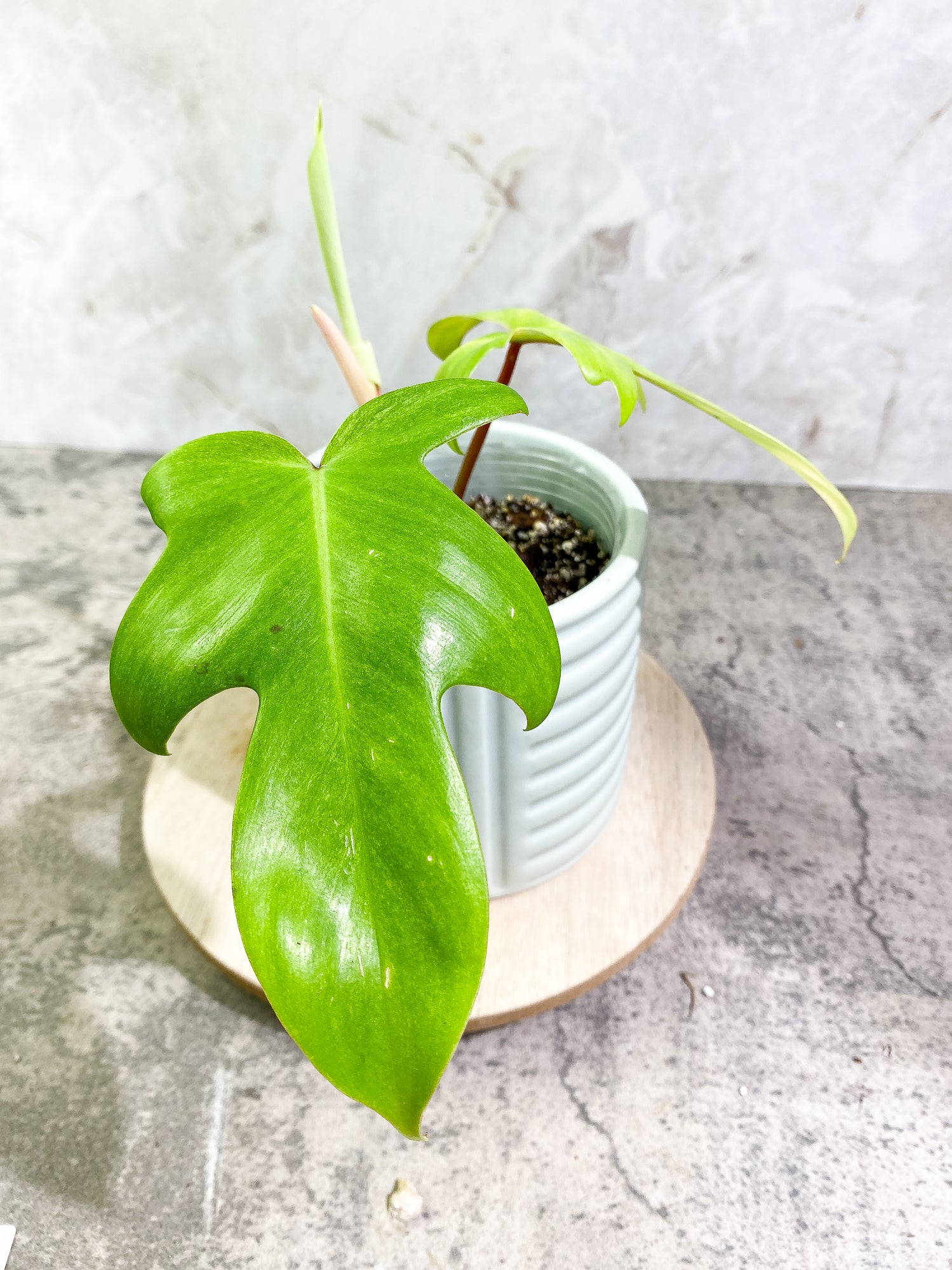 Philodendron Florida Ghost Mint 2 leaves 1 unfurling leaf Rooted
