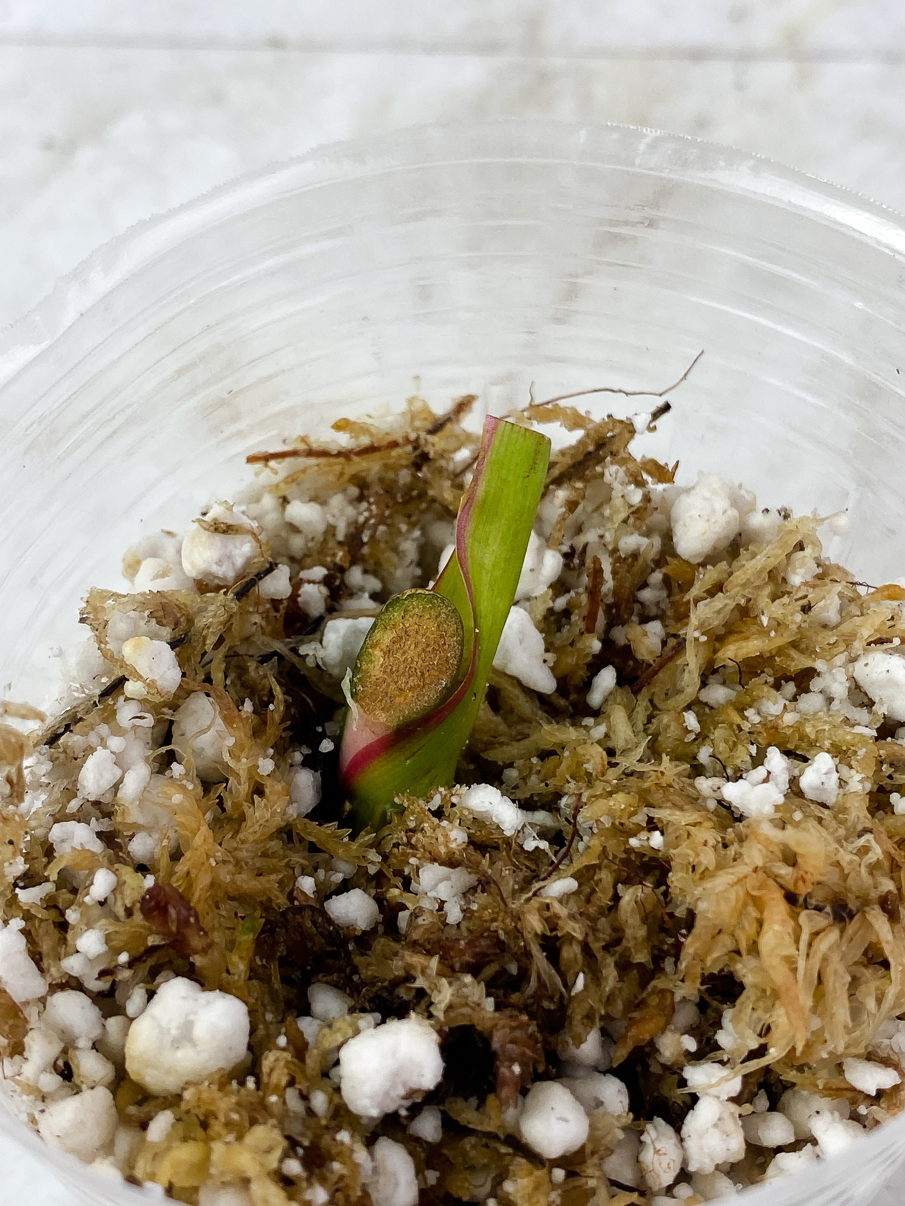 Philodendron White Princess Tricolor Rooting Node