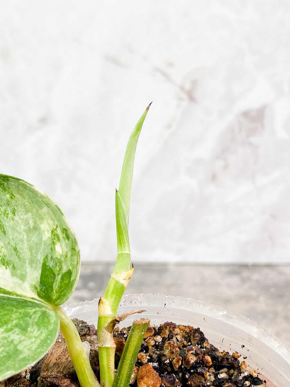 Scindapsus Jade Satin variegated 1 leaf 1 sprout fully rooted