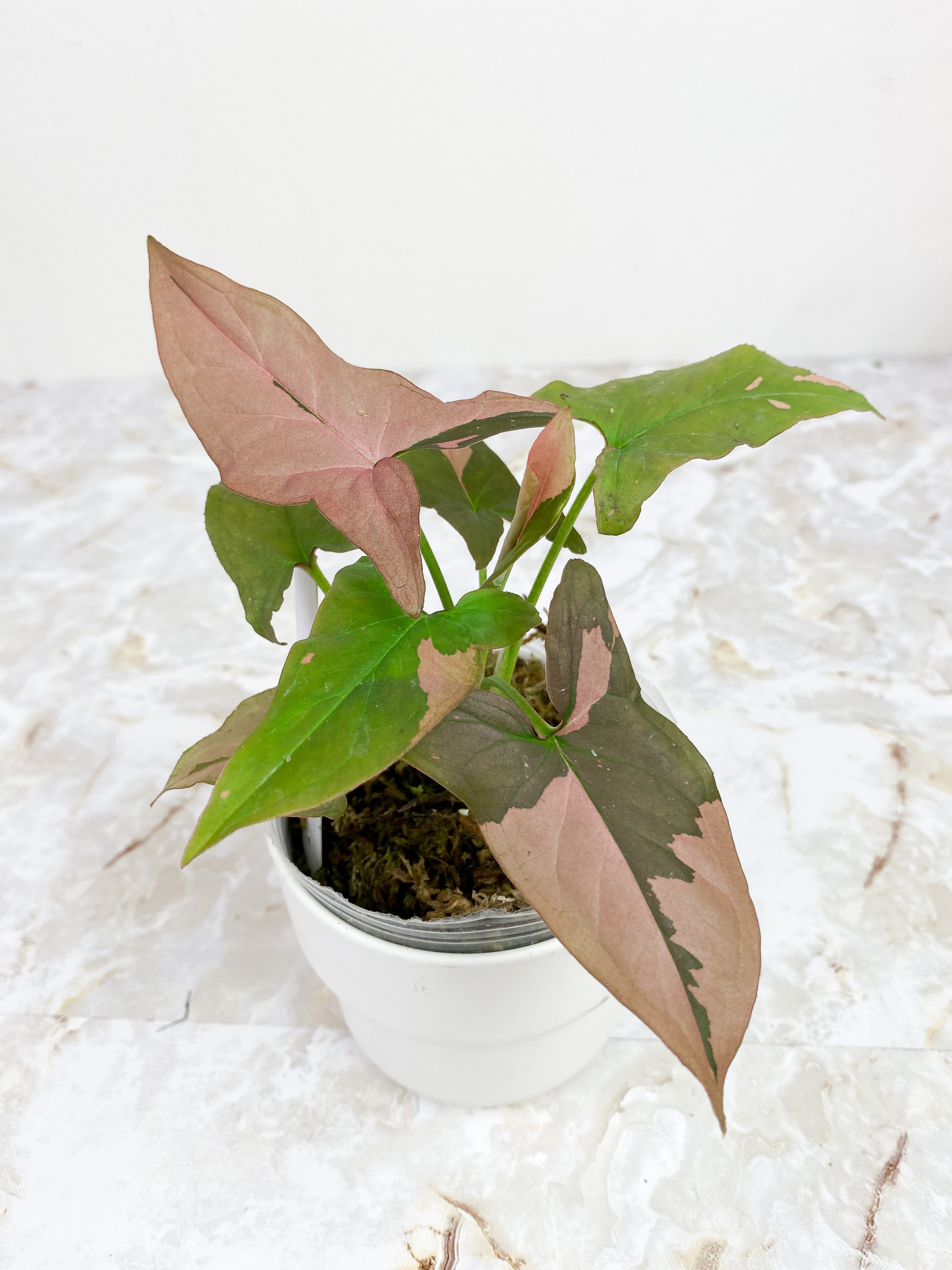 Syngonium Pink Splash Rooted Highly Variegated