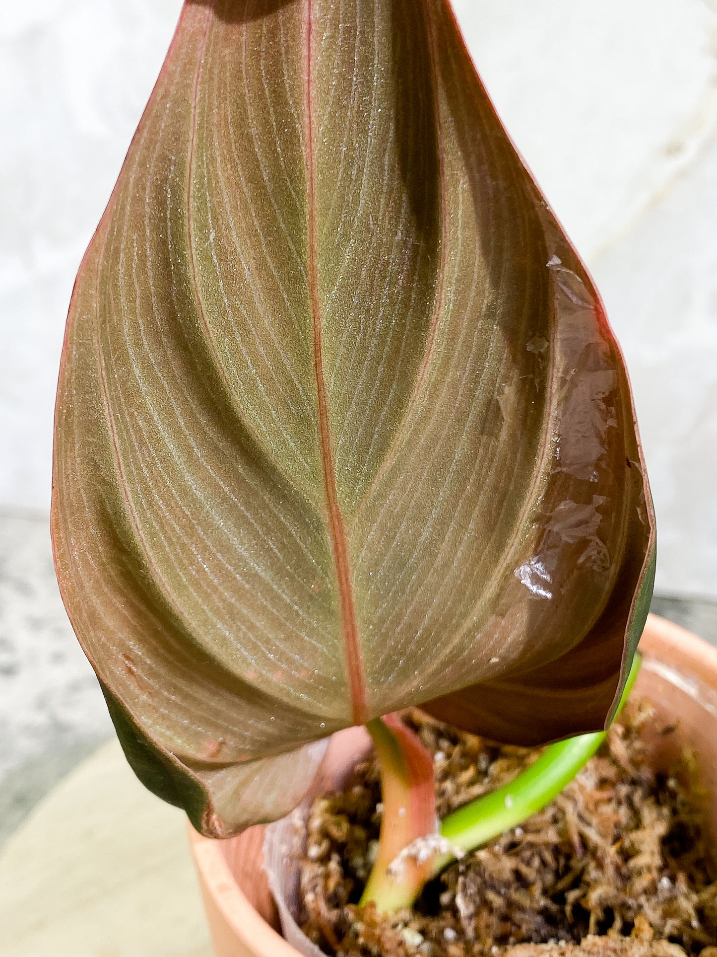 Philodendron Gigas 1 leaf slightly Rooted