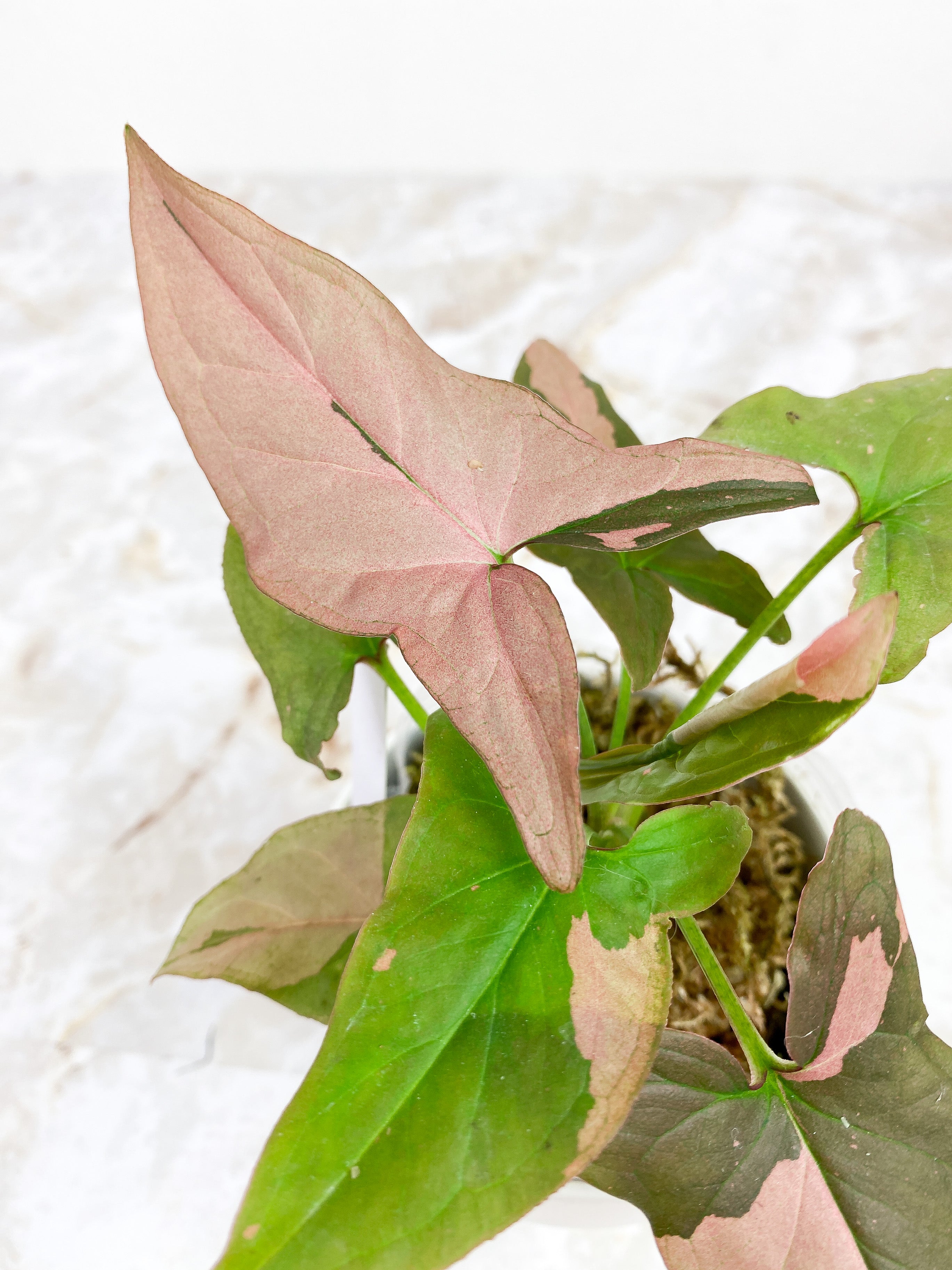 Syngonium Pink Splash Rooted Highly Variegated