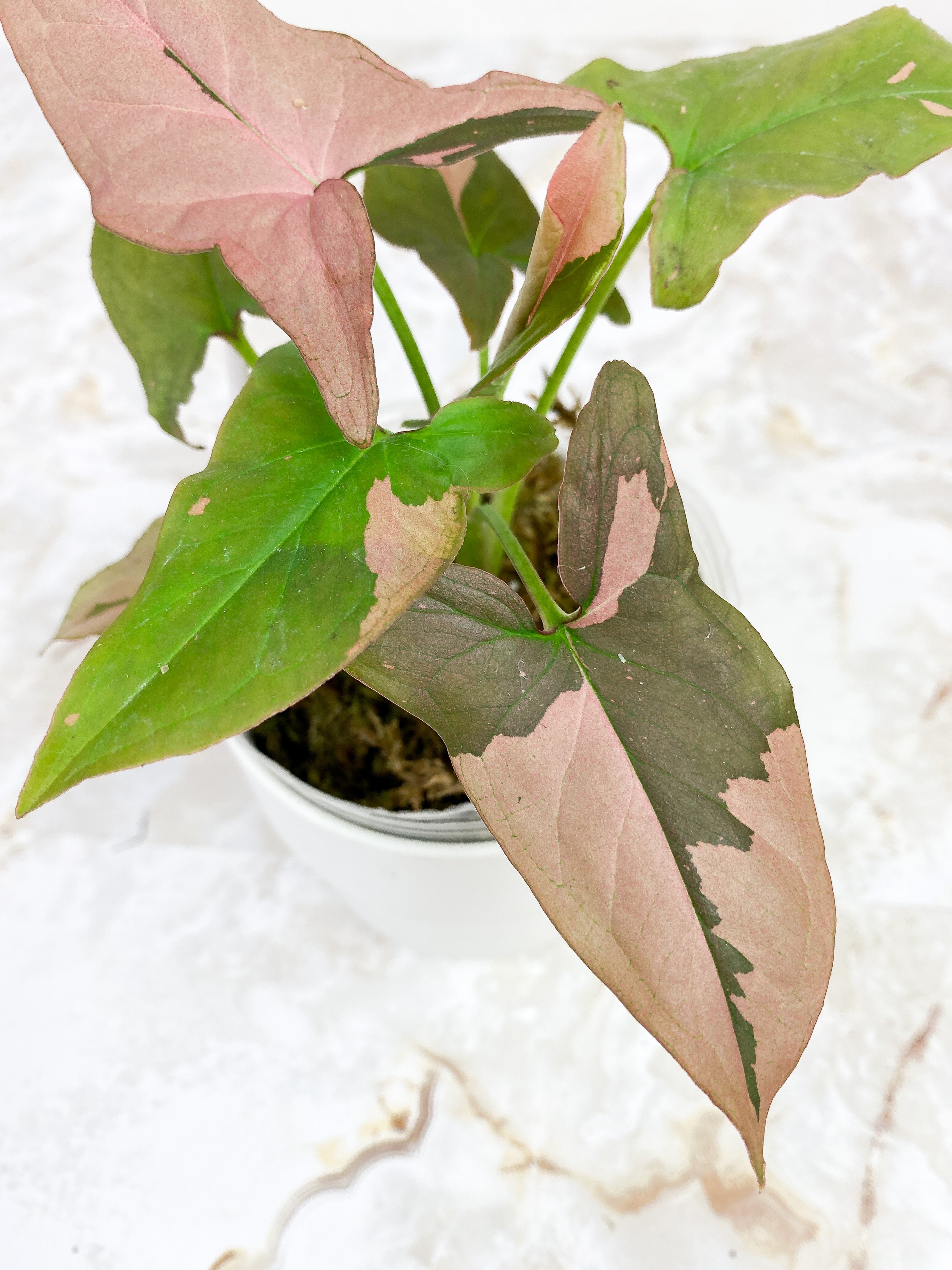 Syngonium Pink Splash Rooted Highly Variegated