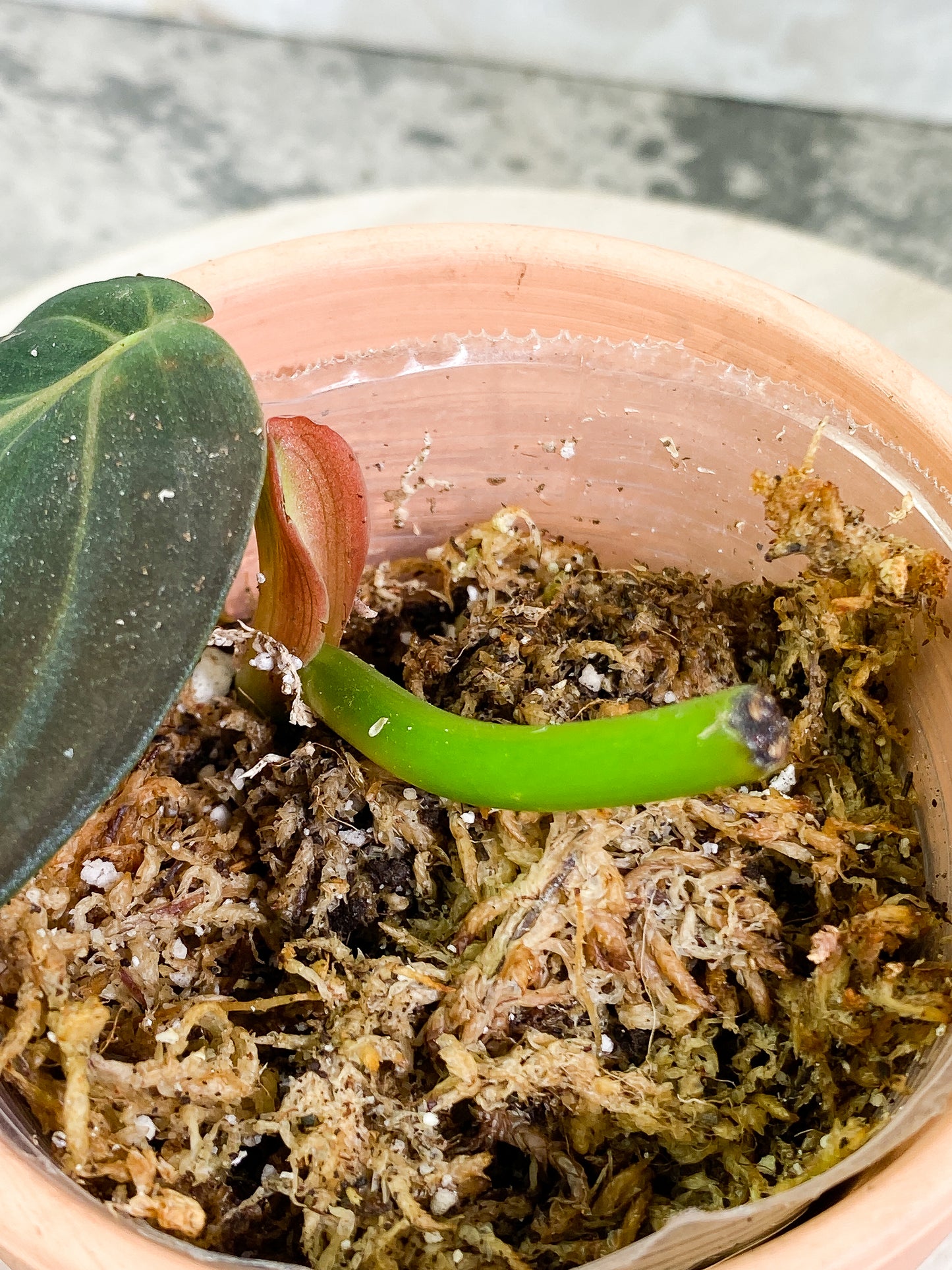 Philodendron Gigas 1 leaf slightly Rooted