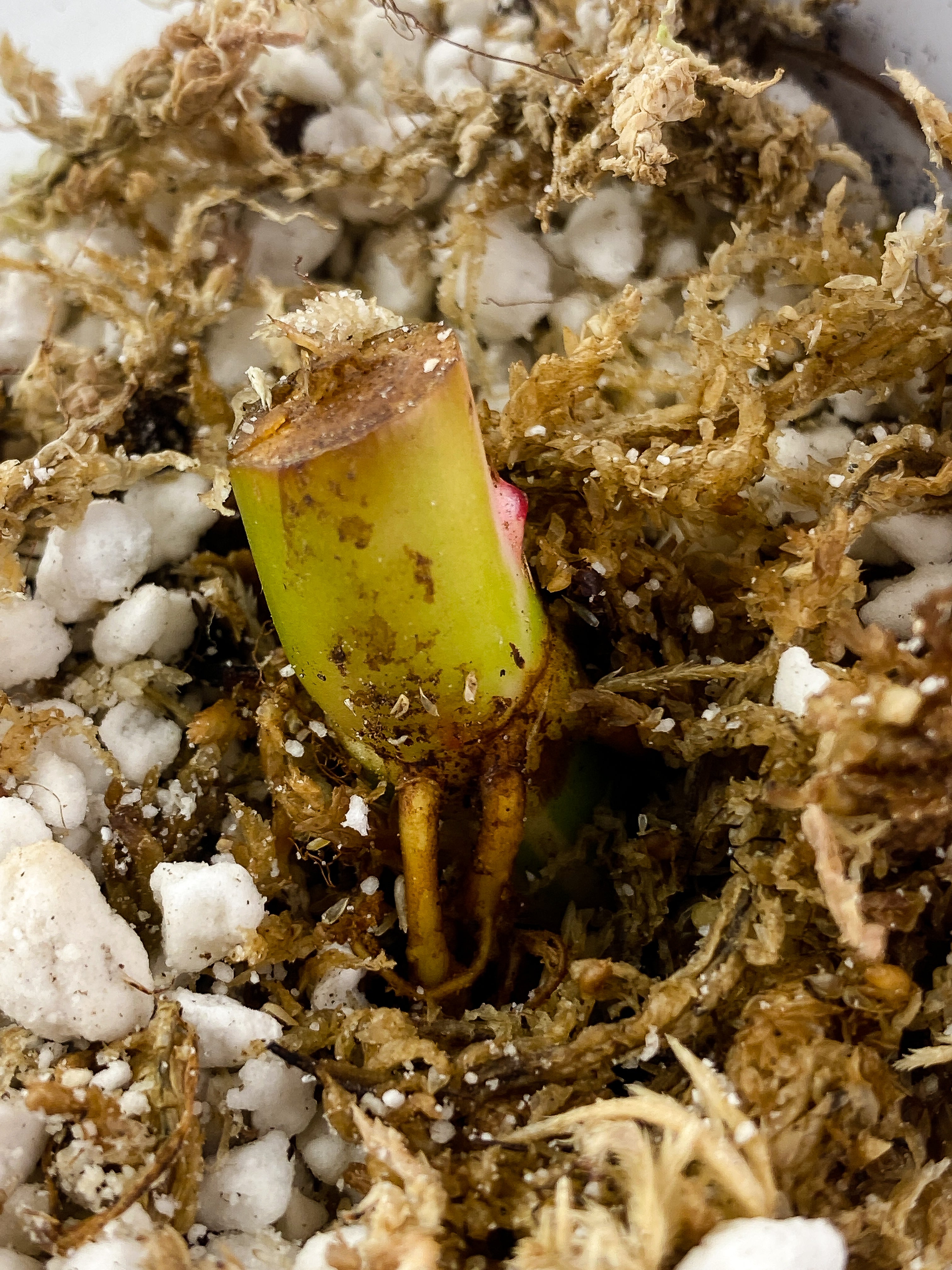 Philodendron White Princess Tricolor Rooted node