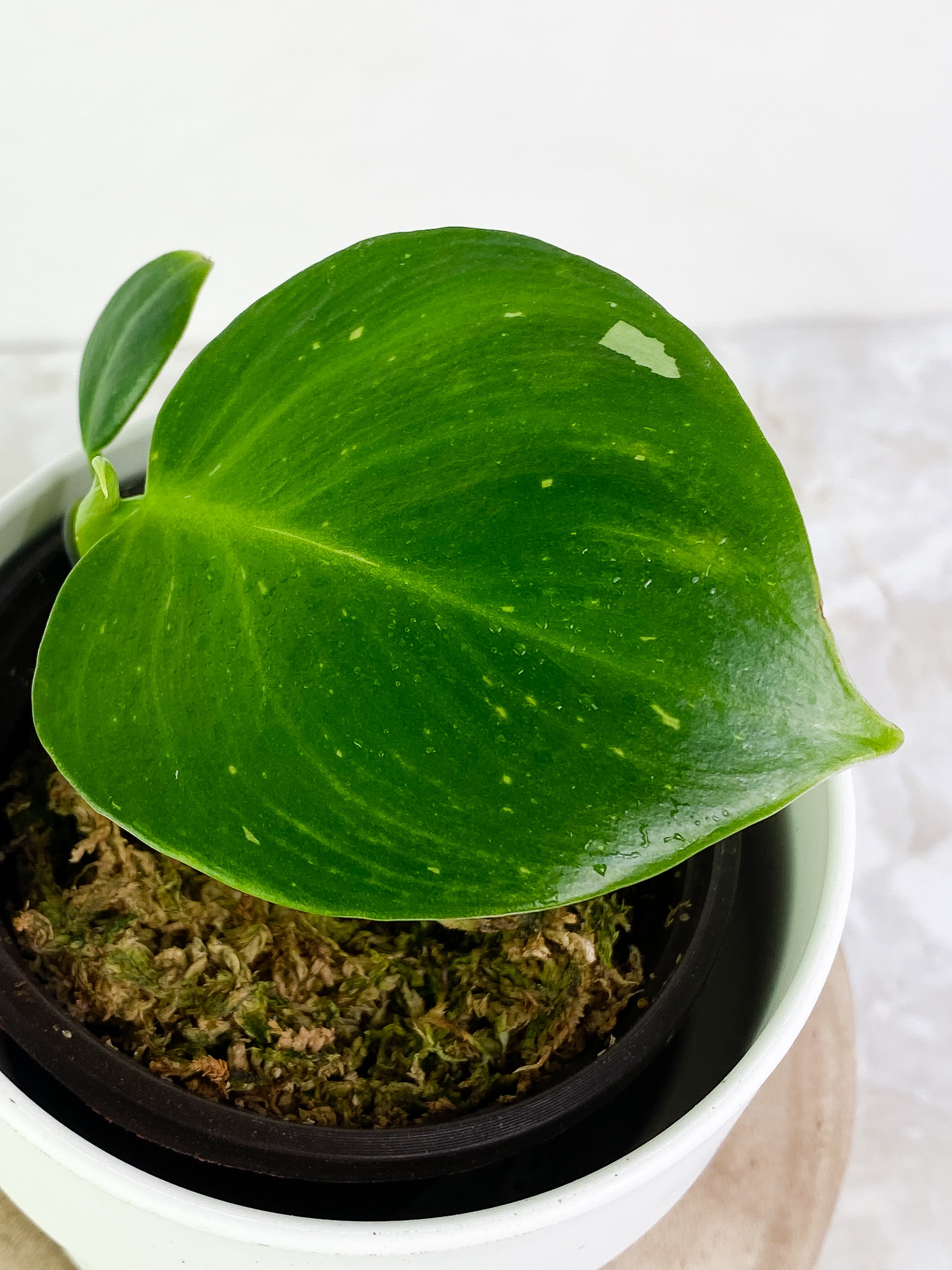 Philodendron white wizard 1 leaf, 1 baby leaf & 1 sprout Rooted
