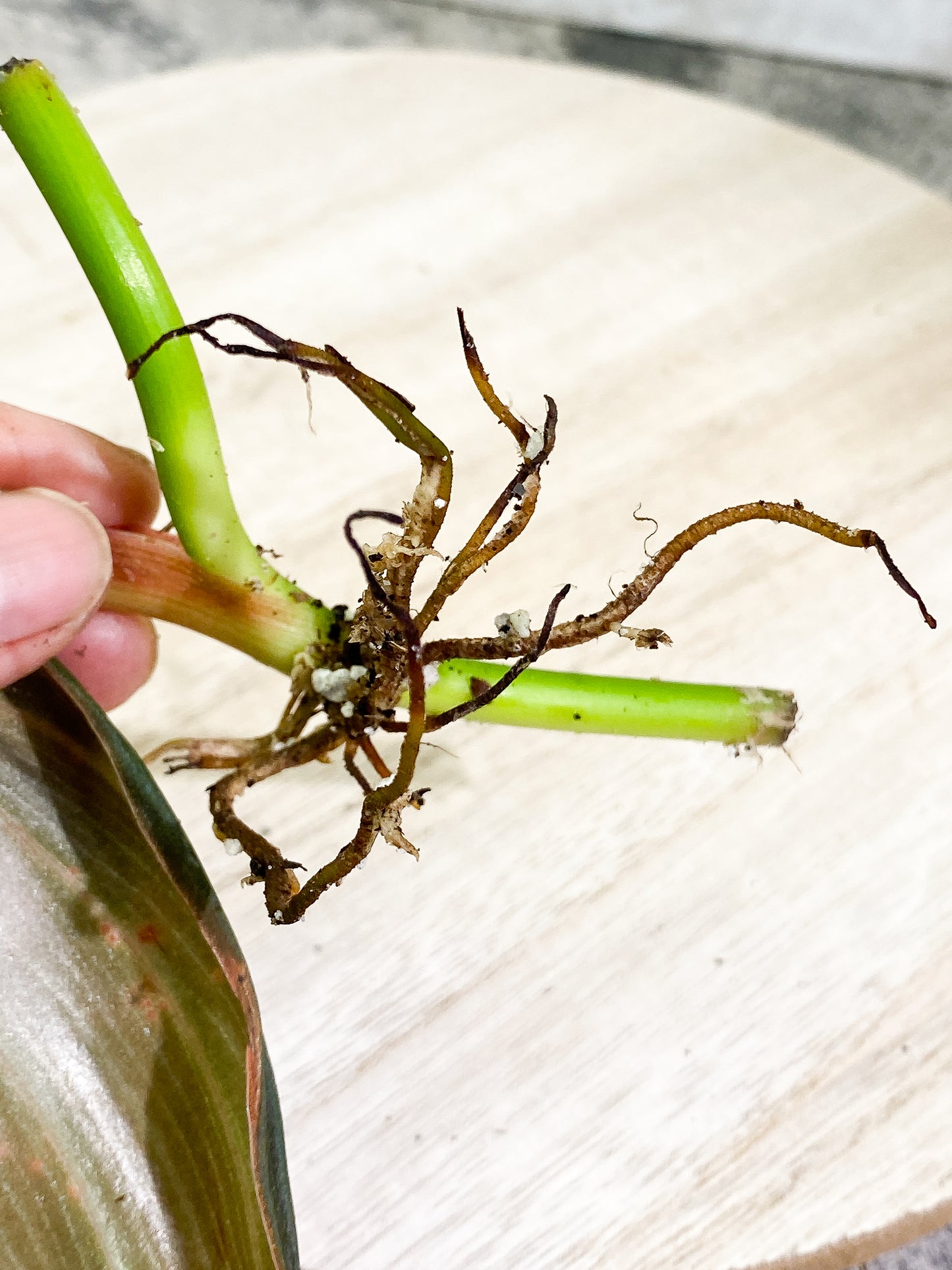 Philodendron Gigas 1 leaf slightly Rooted