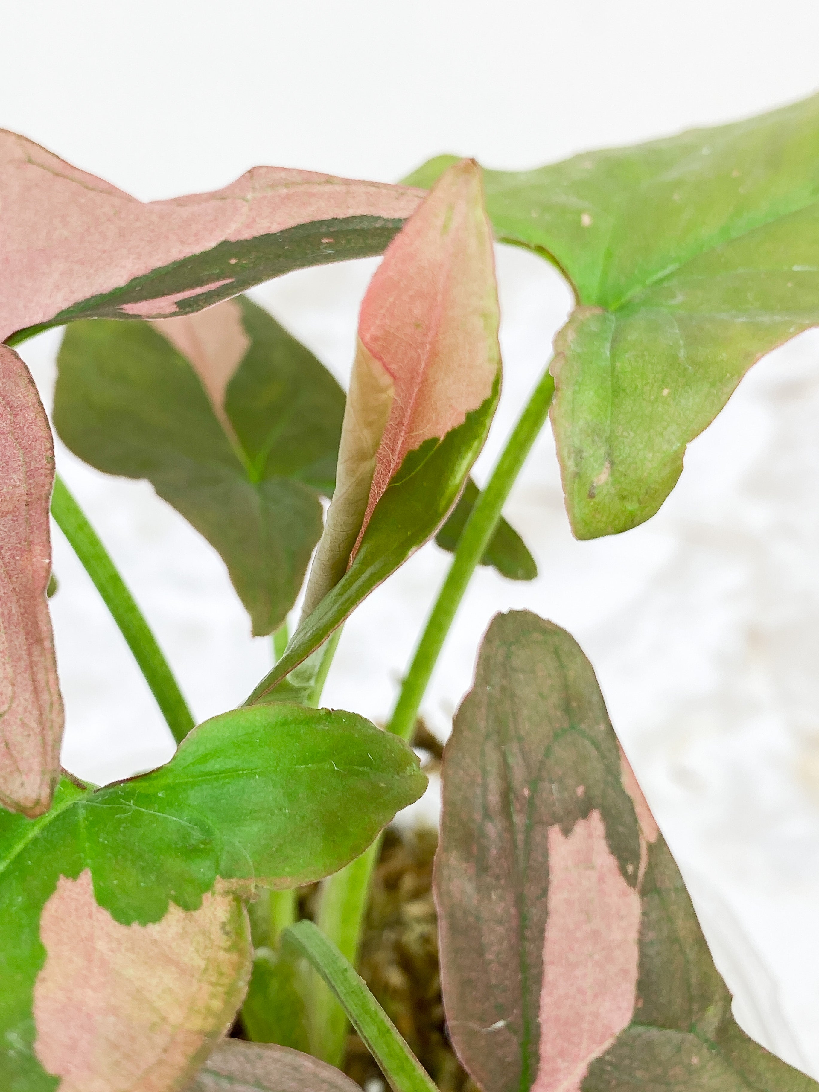 Syngonium Pink Splash Rooted Highly Variegated