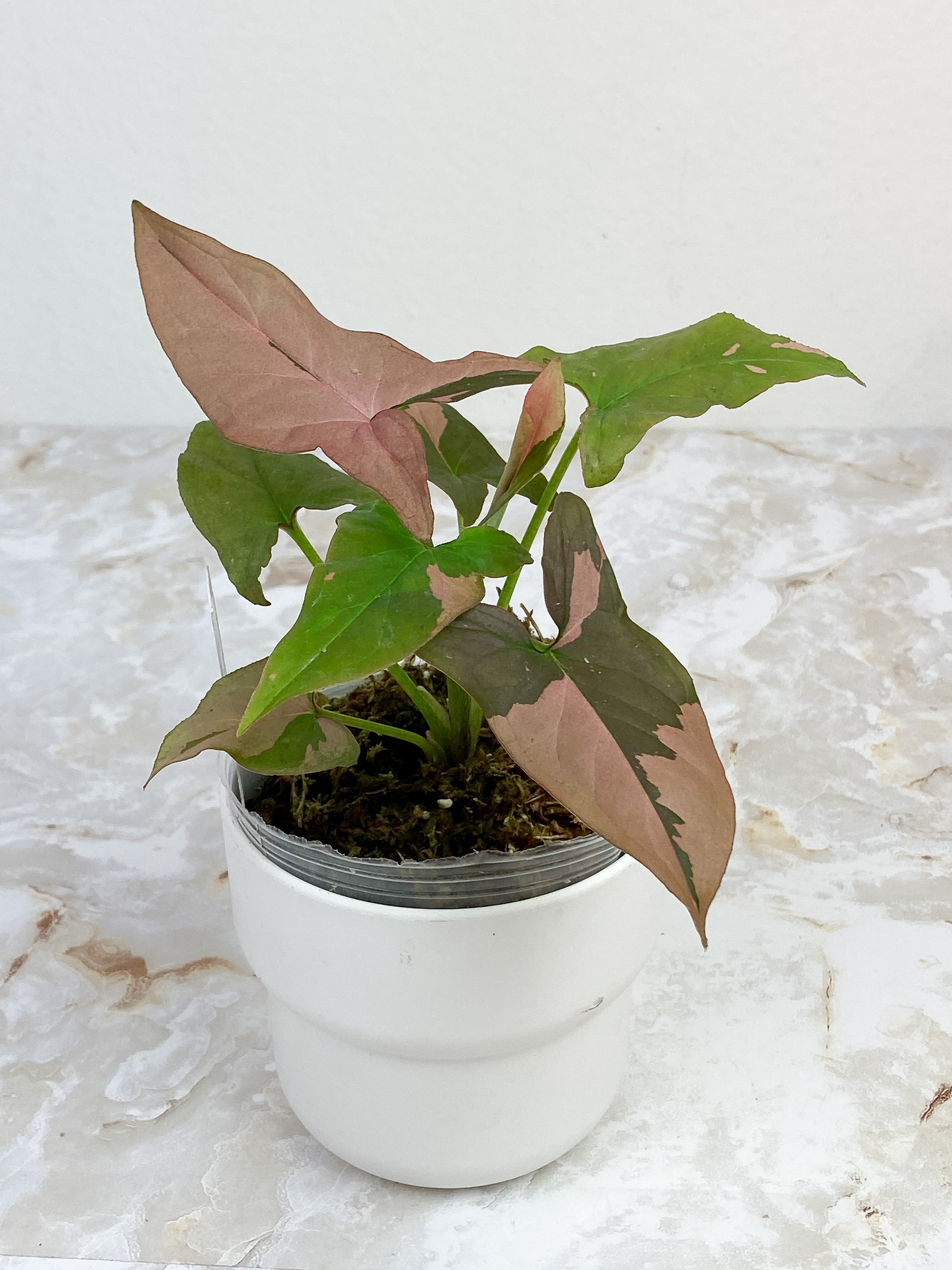 Syngonium Pink Splash Rooted Highly Variegated