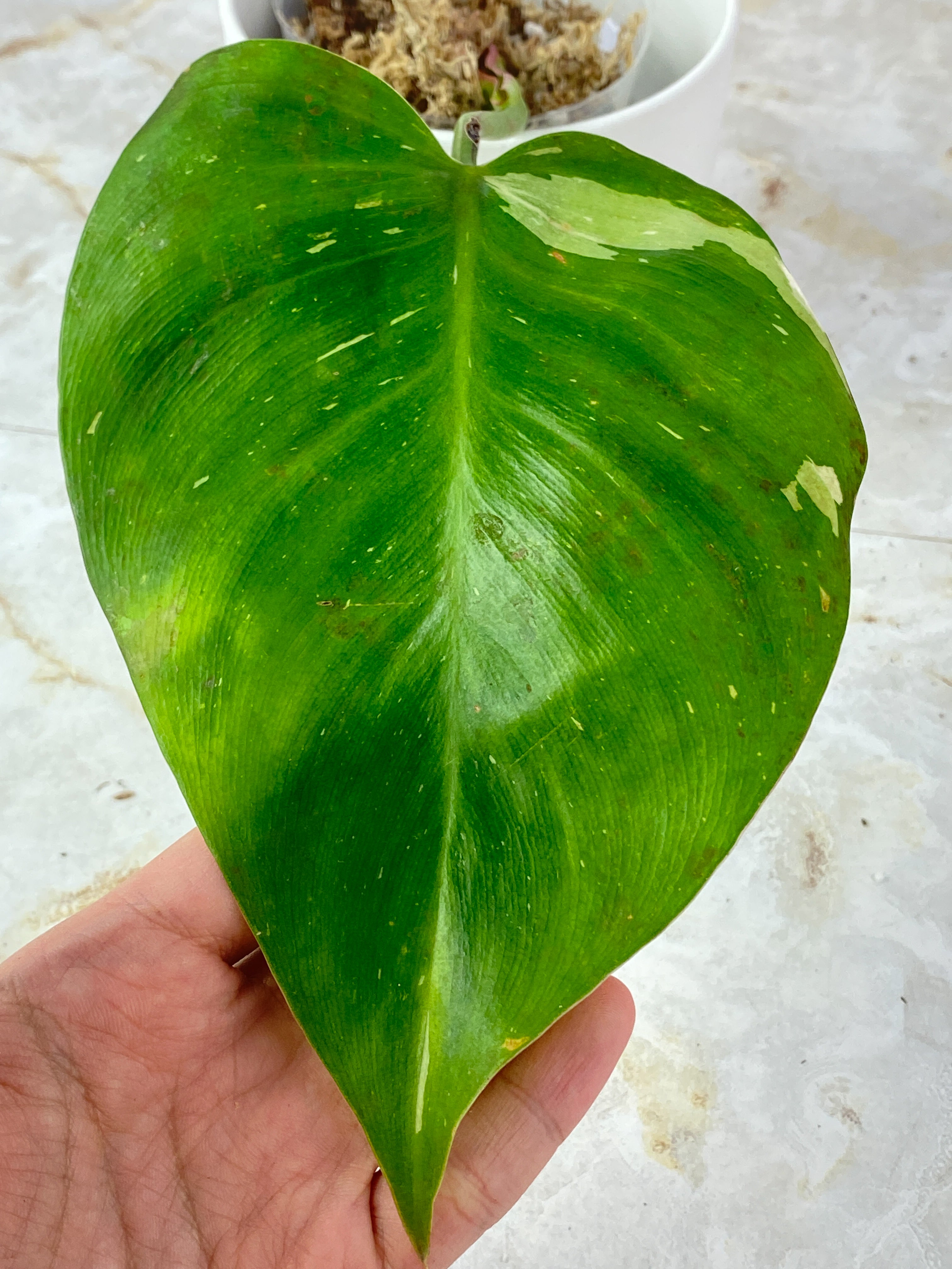 Philodendron White Princess Tricolor Slightly Rooted 1 leaf