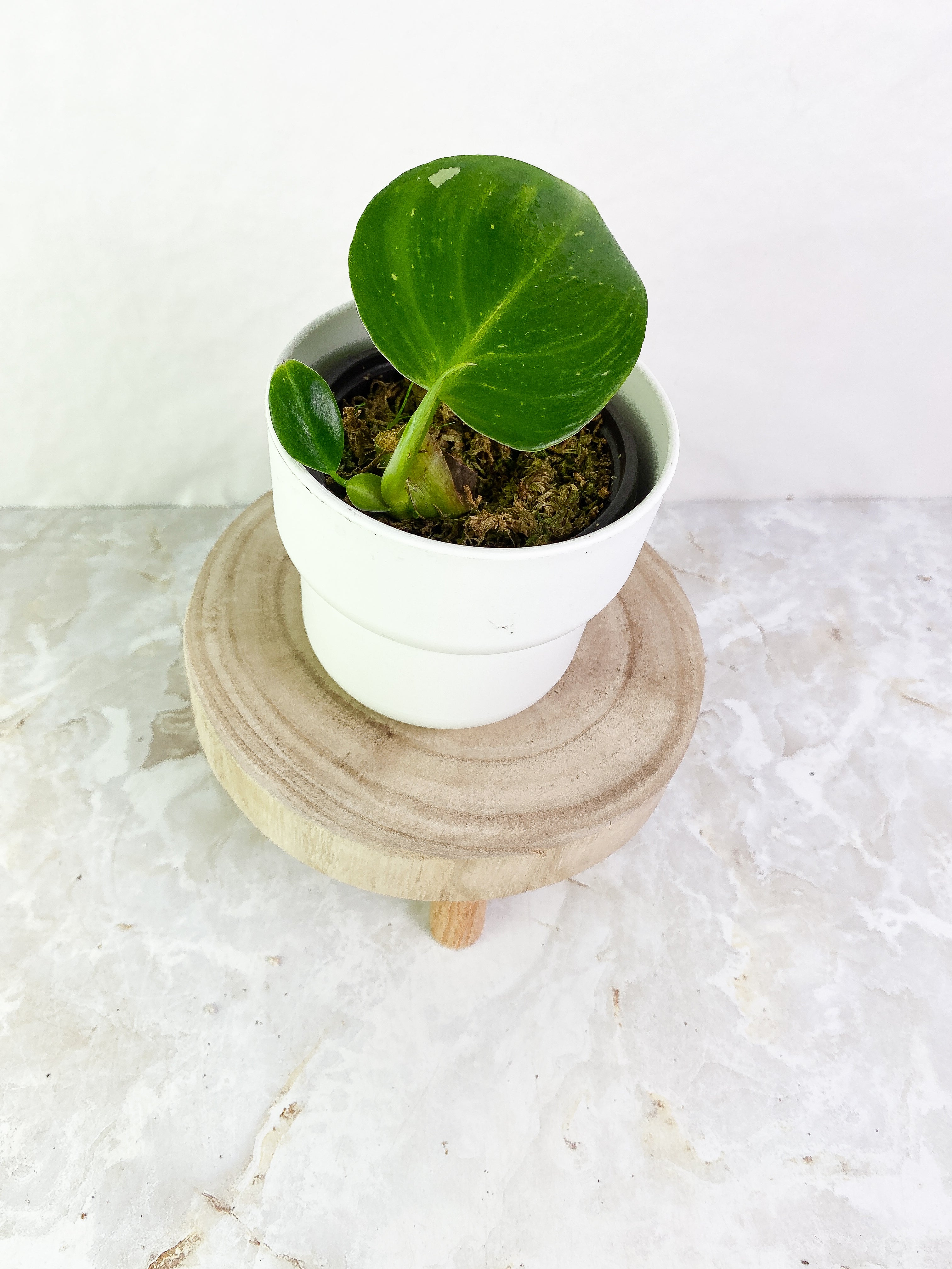 Philodendron white wizard 1 leaf, 1 baby leaf & 1 sprout Rooted
