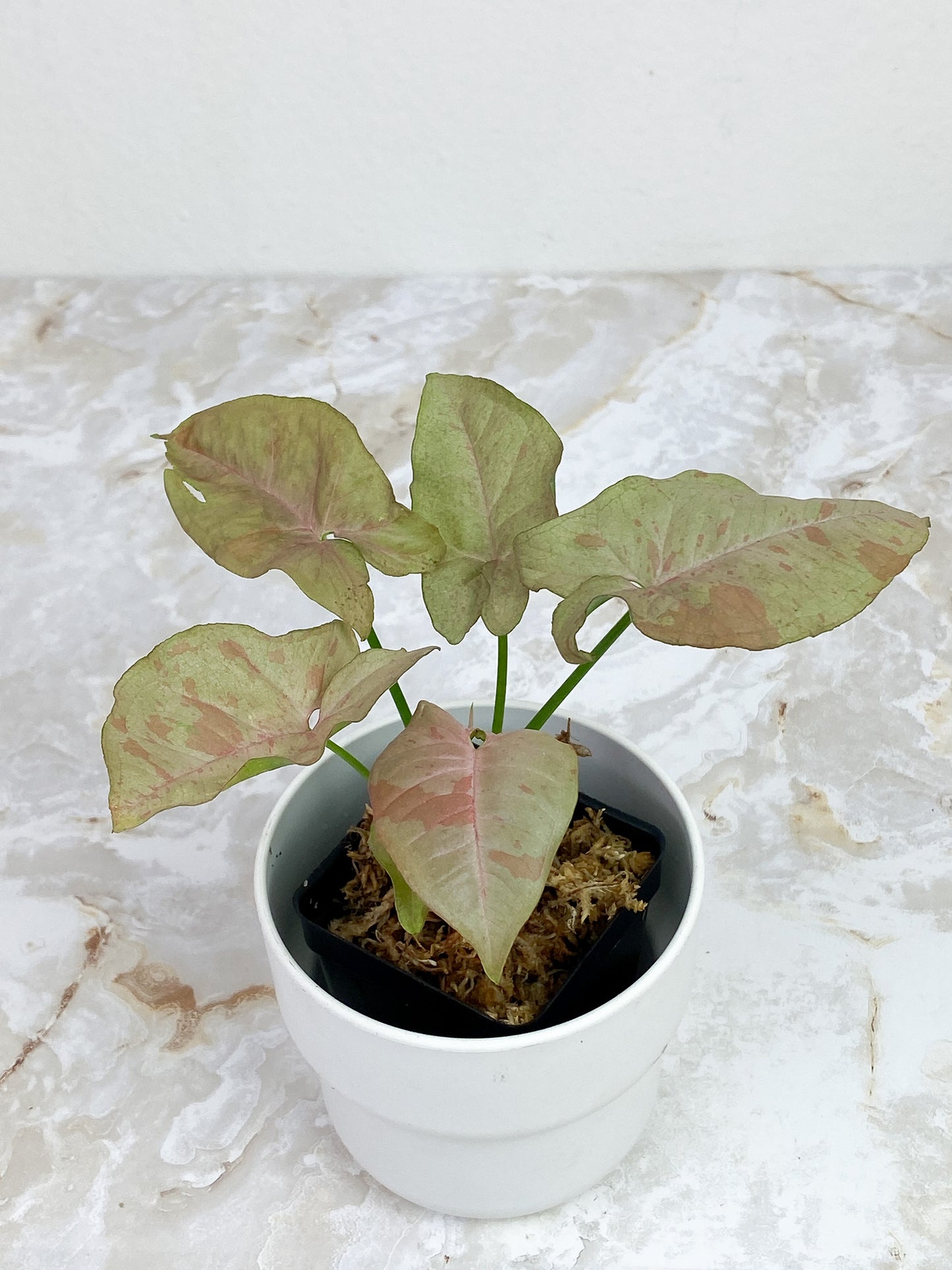 Syngonium Pink Spot Rooted Highly Variegated