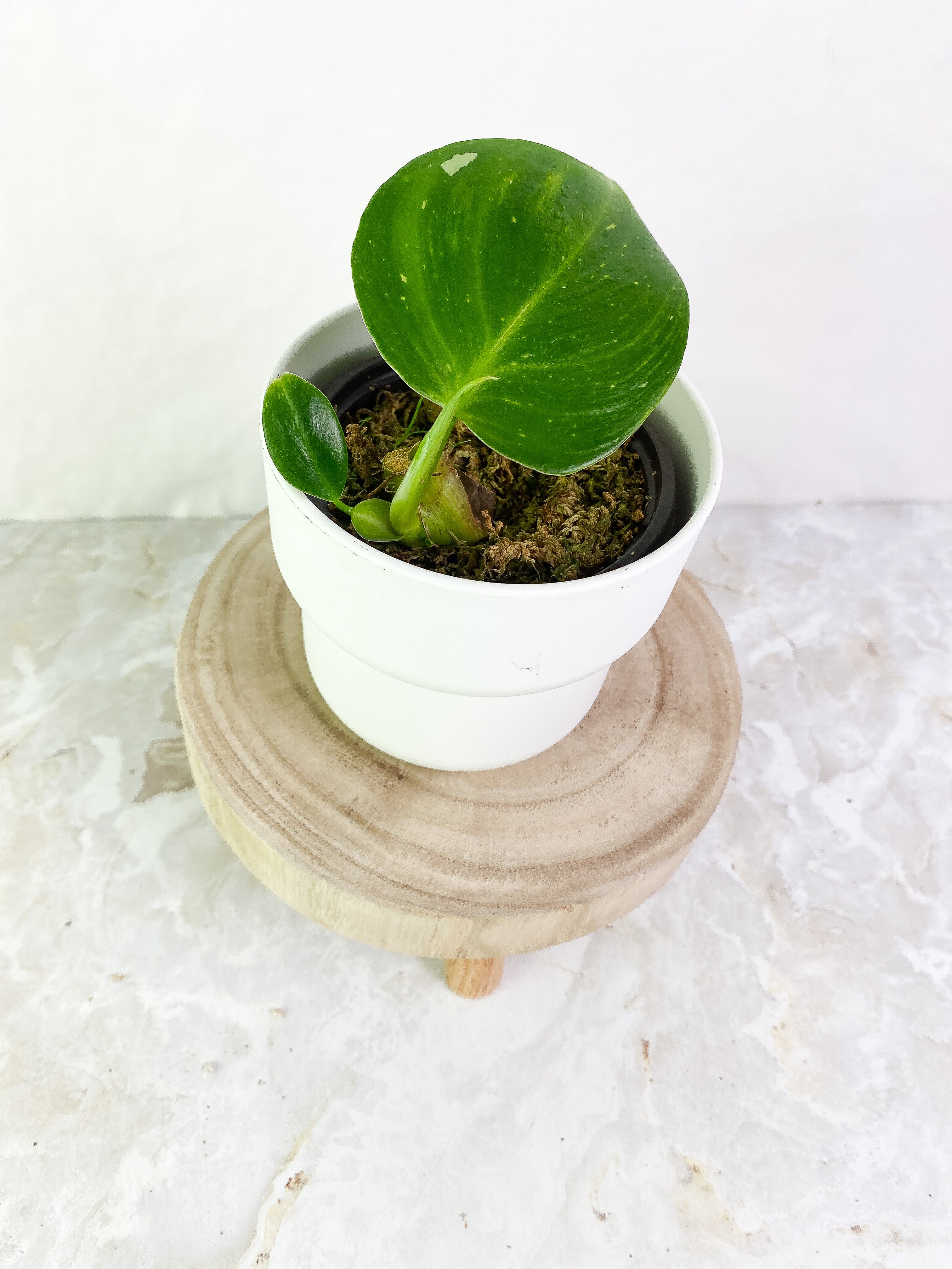 Philodendron white wizard 1 leaf, 1 baby leaf & 1 sprout Rooted