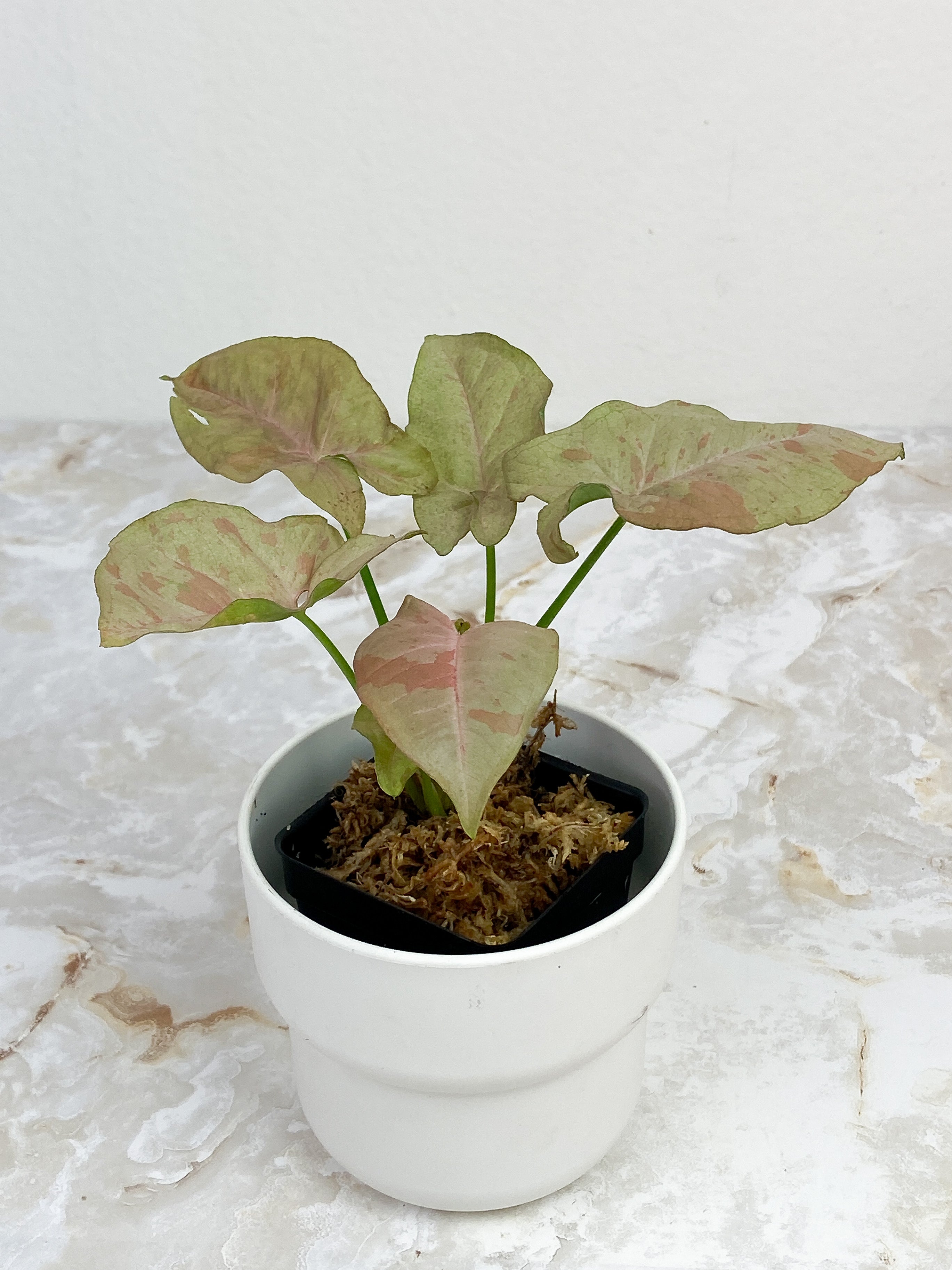 Syngonium Pink Spot Rooted Highly Variegated