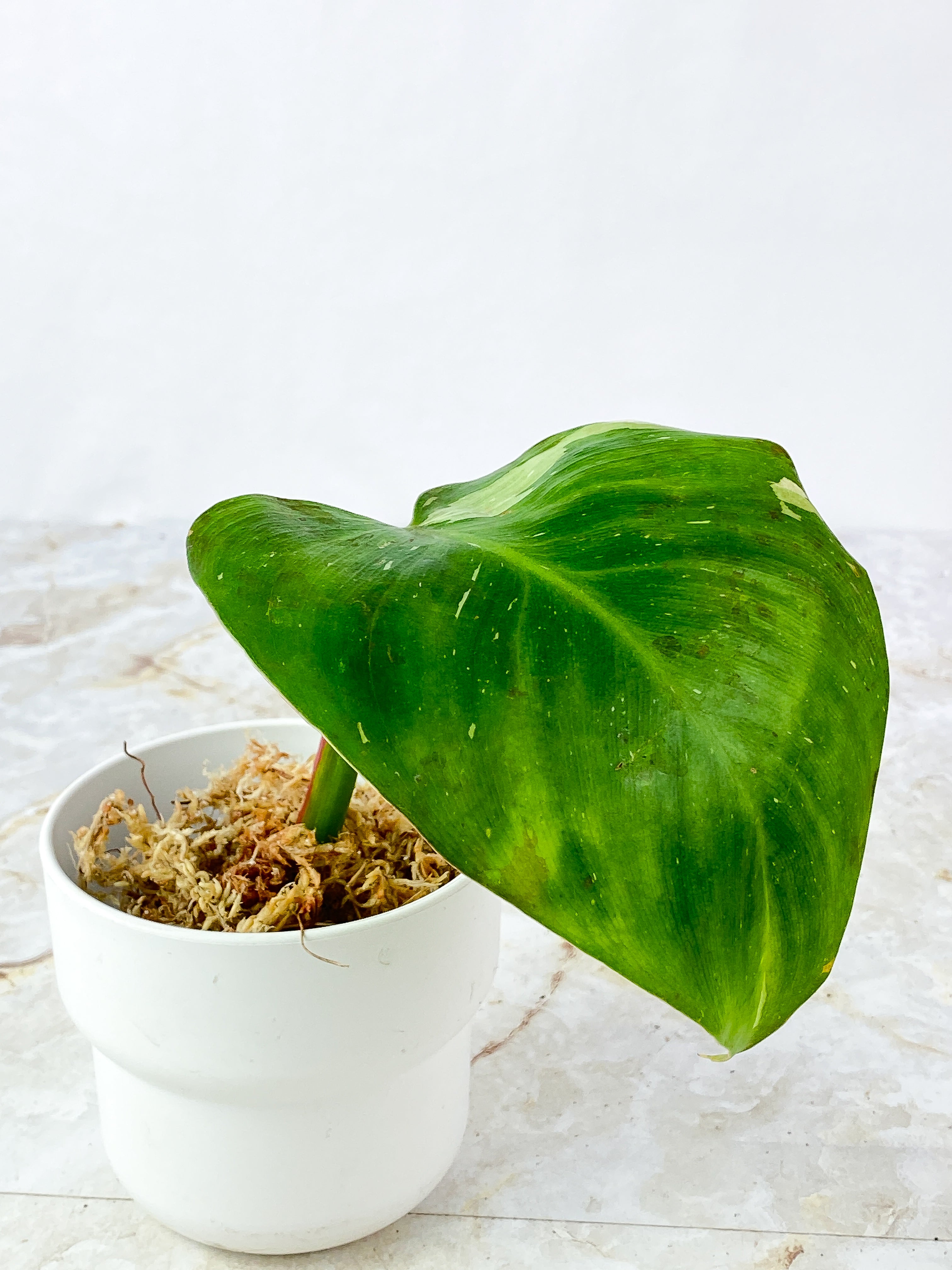 Philodendron White Princess Tricolor Slightly Rooted 1 leaf