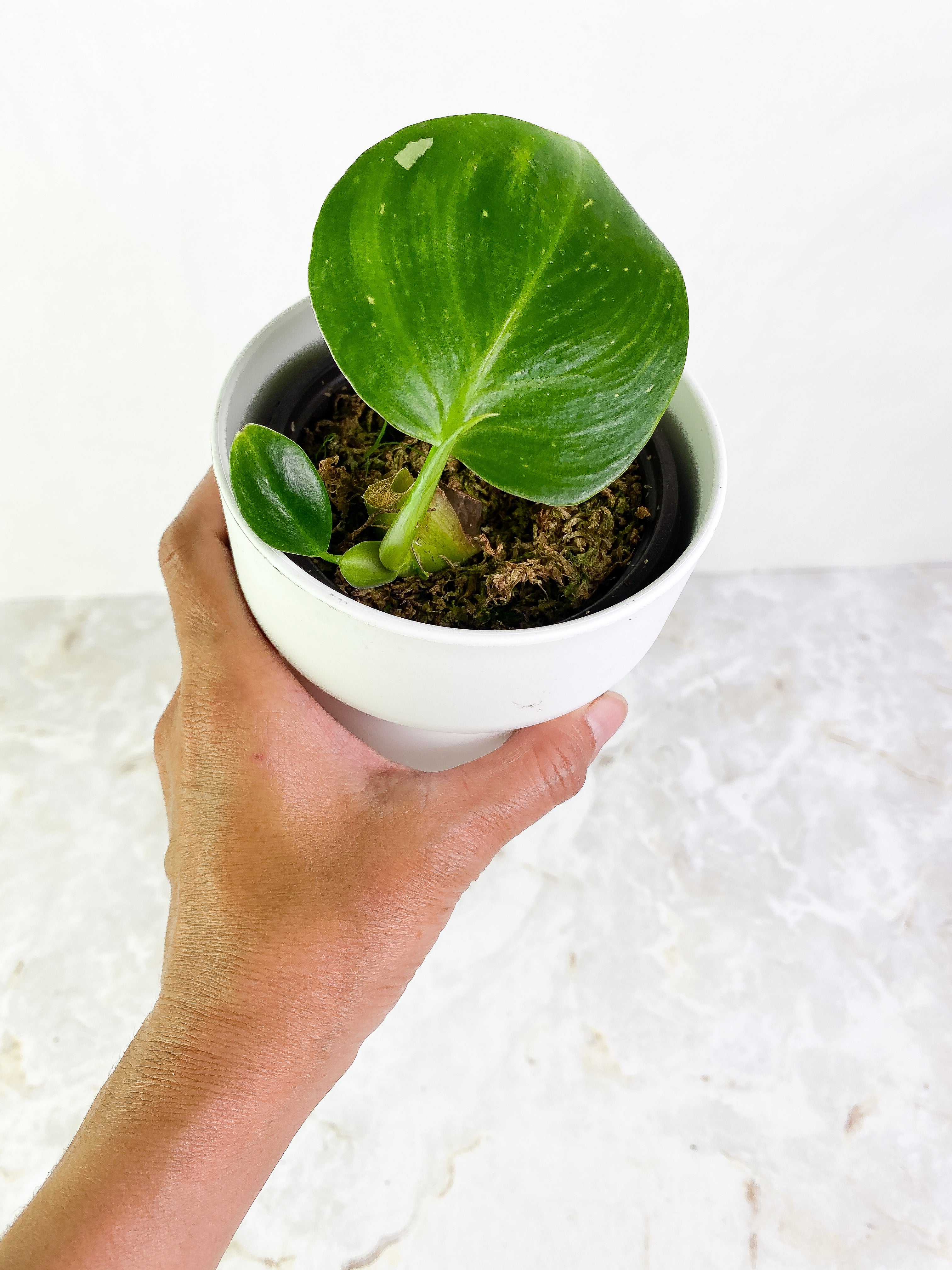Philodendron white wizard 1 leaf, 1 baby leaf & 1 sprout Rooted