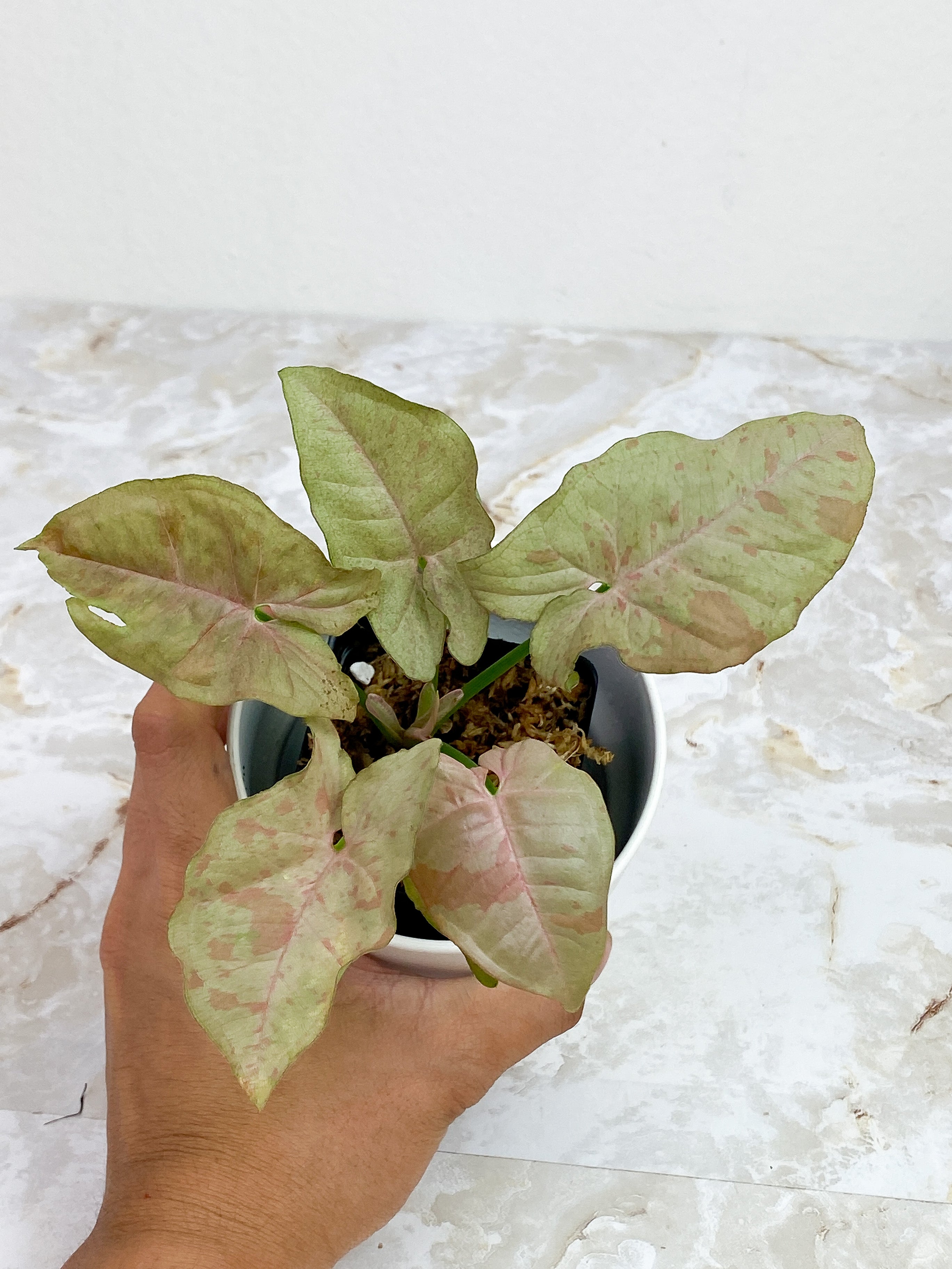 Syngonium Pink Spot Rooted Highly Variegated