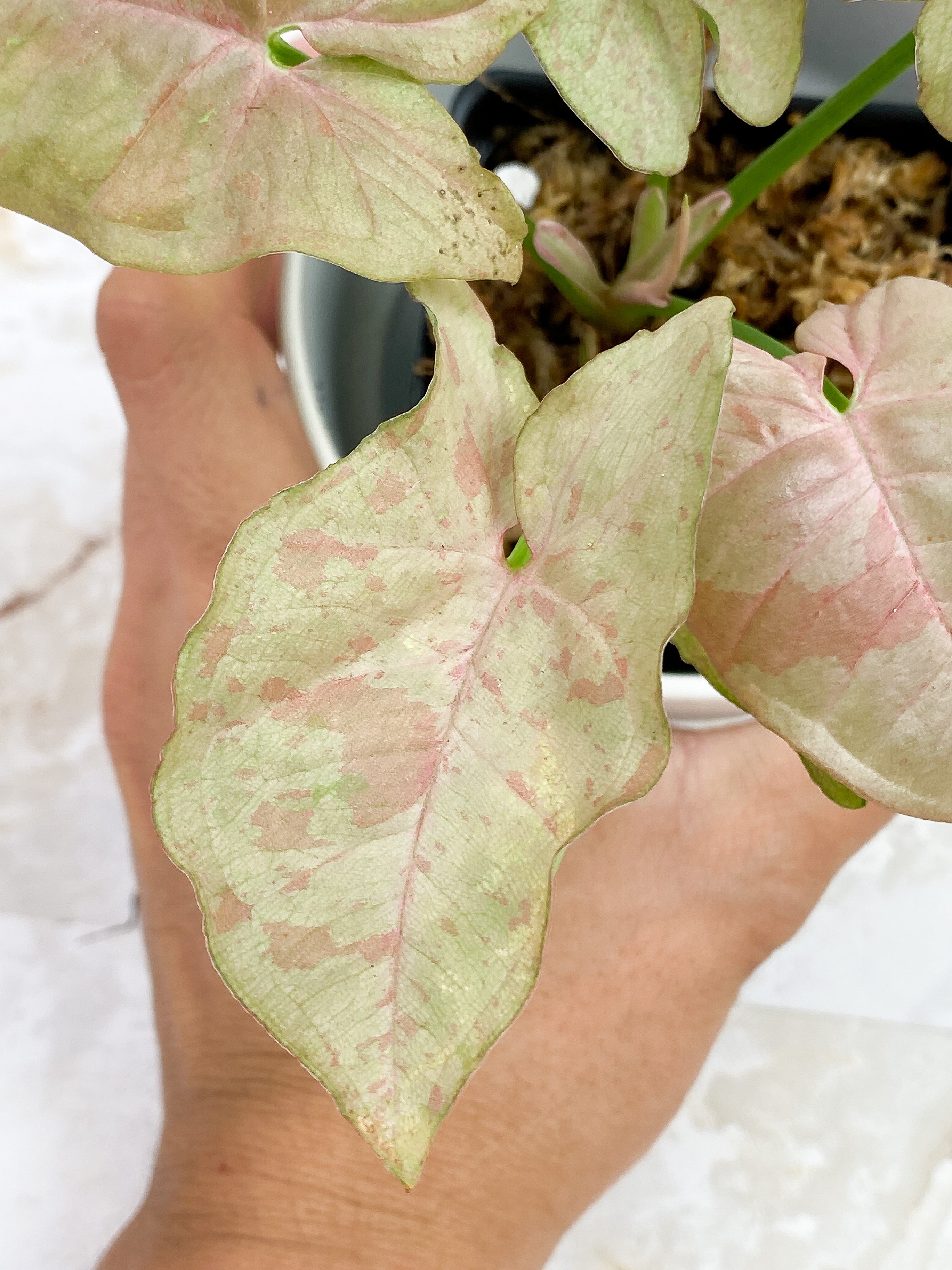 Syngonium Pink Spot Rooted Highly Variegated