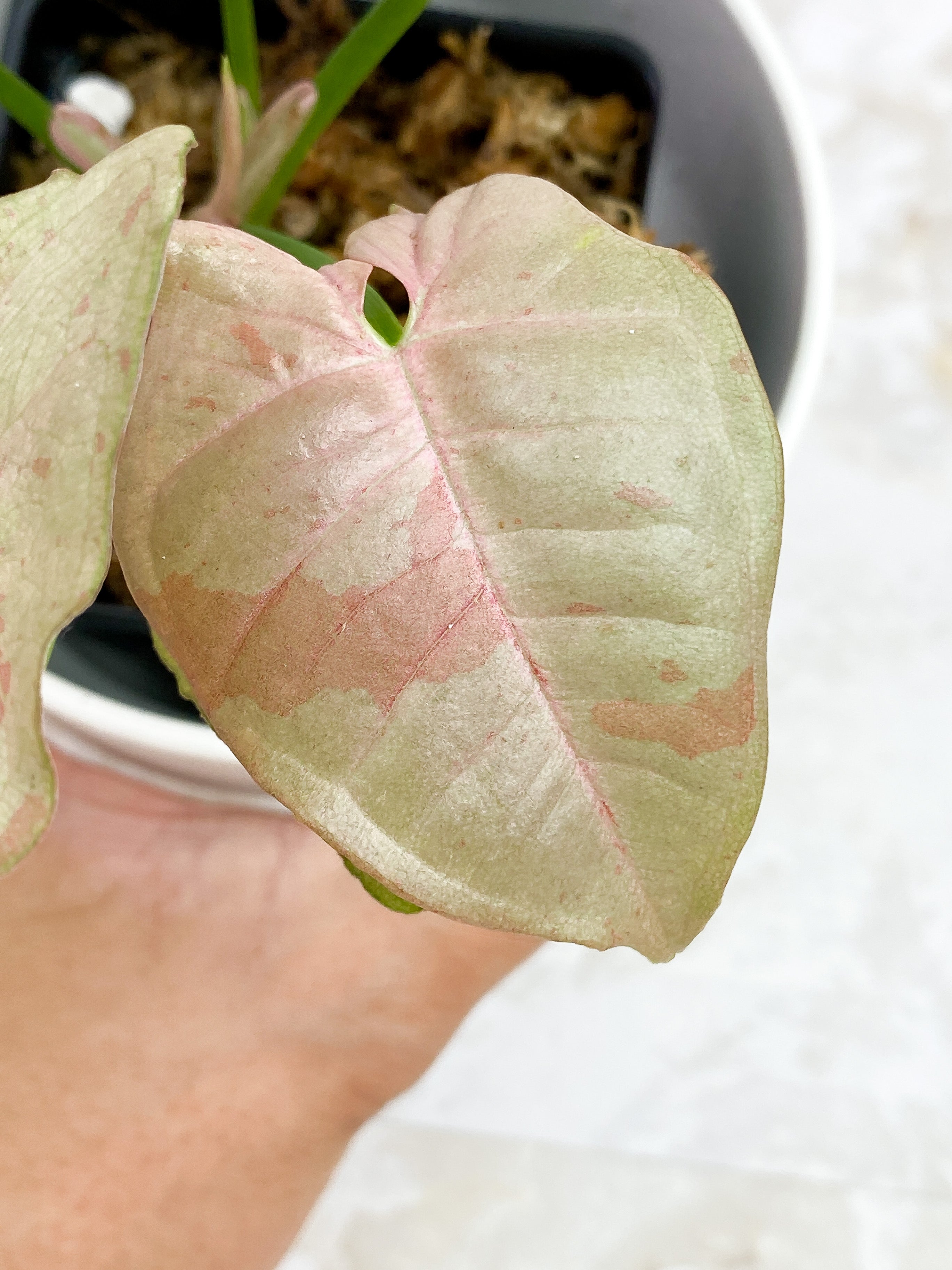 Syngonium Pink Spot Rooted Highly Variegated