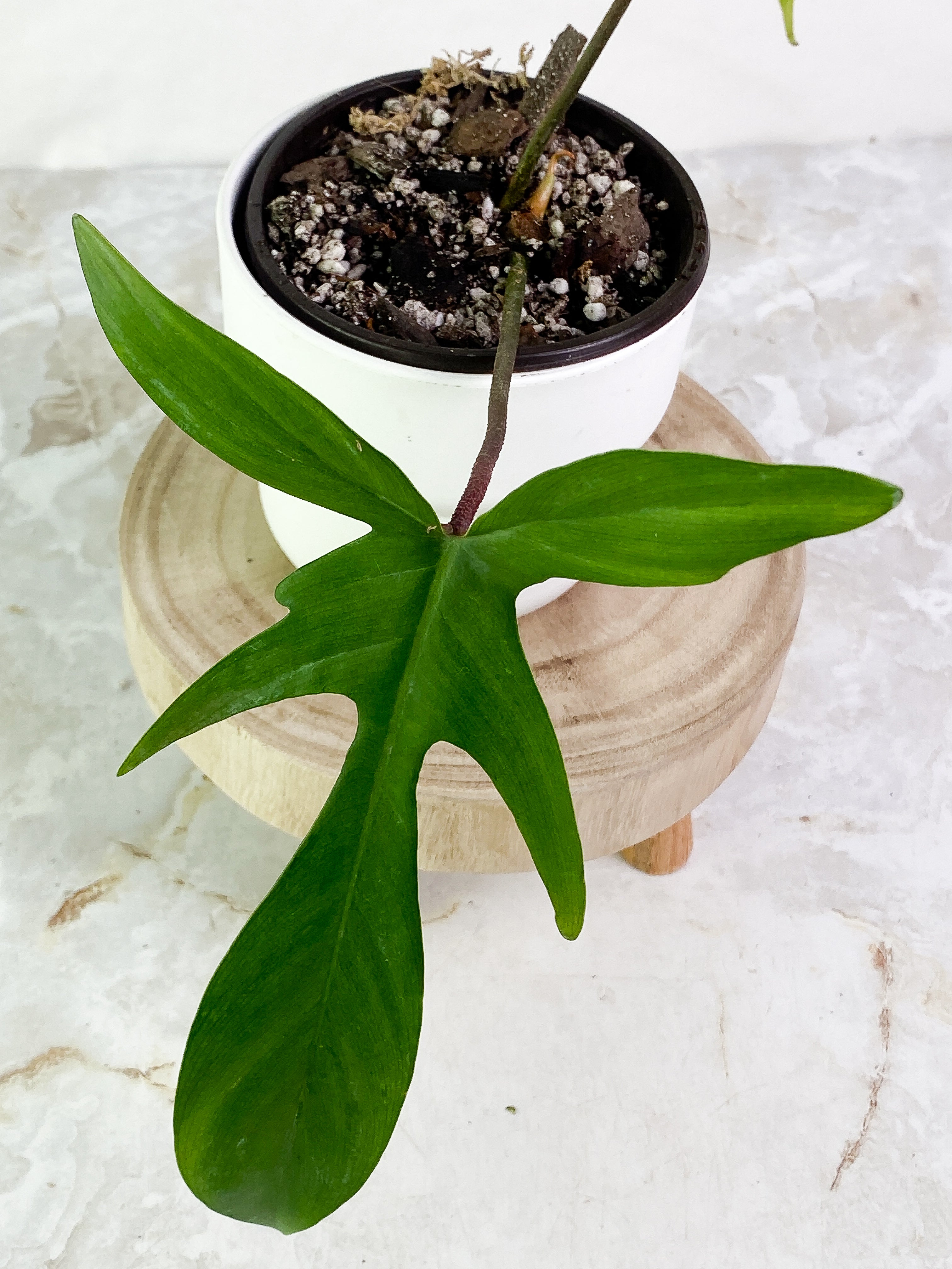 Philodendron Florida Ghost  2 leaves & 1 sprout